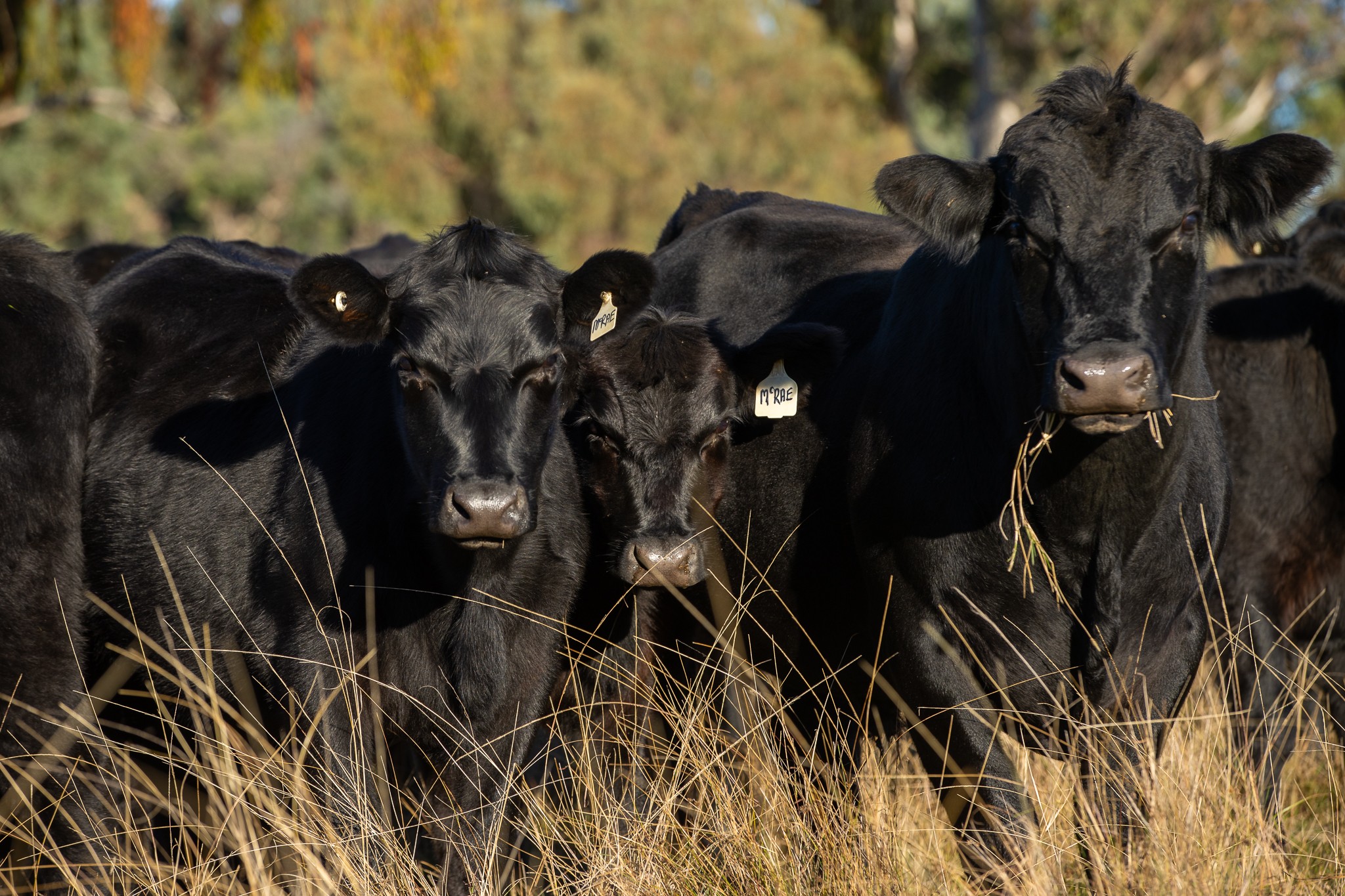 3158 Baldersleigh Road, Guyra, NSW 2365