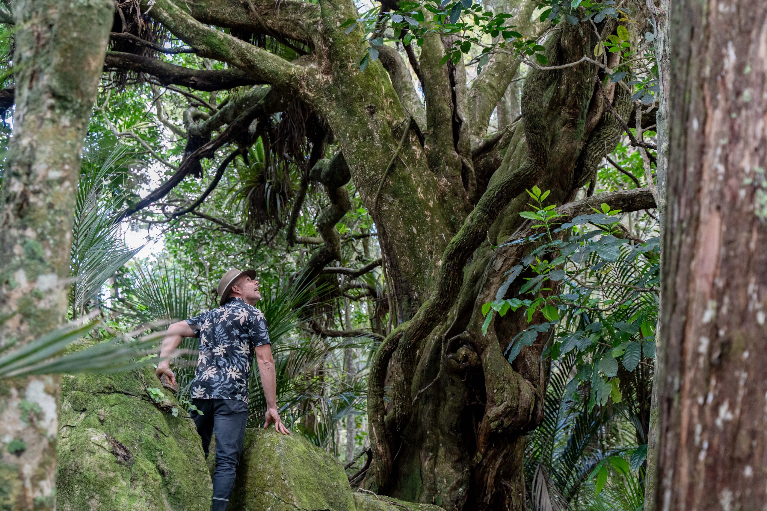 728 Ormiston Road, Waipu, Whangarei District