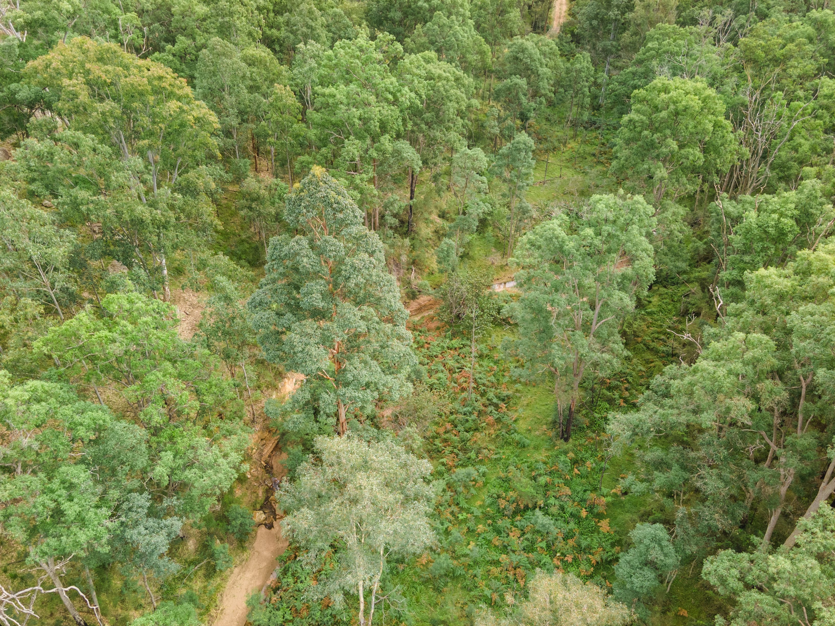 4320 Putty Road, Howes Valley, NSW 2330 Land for Sale Ray White