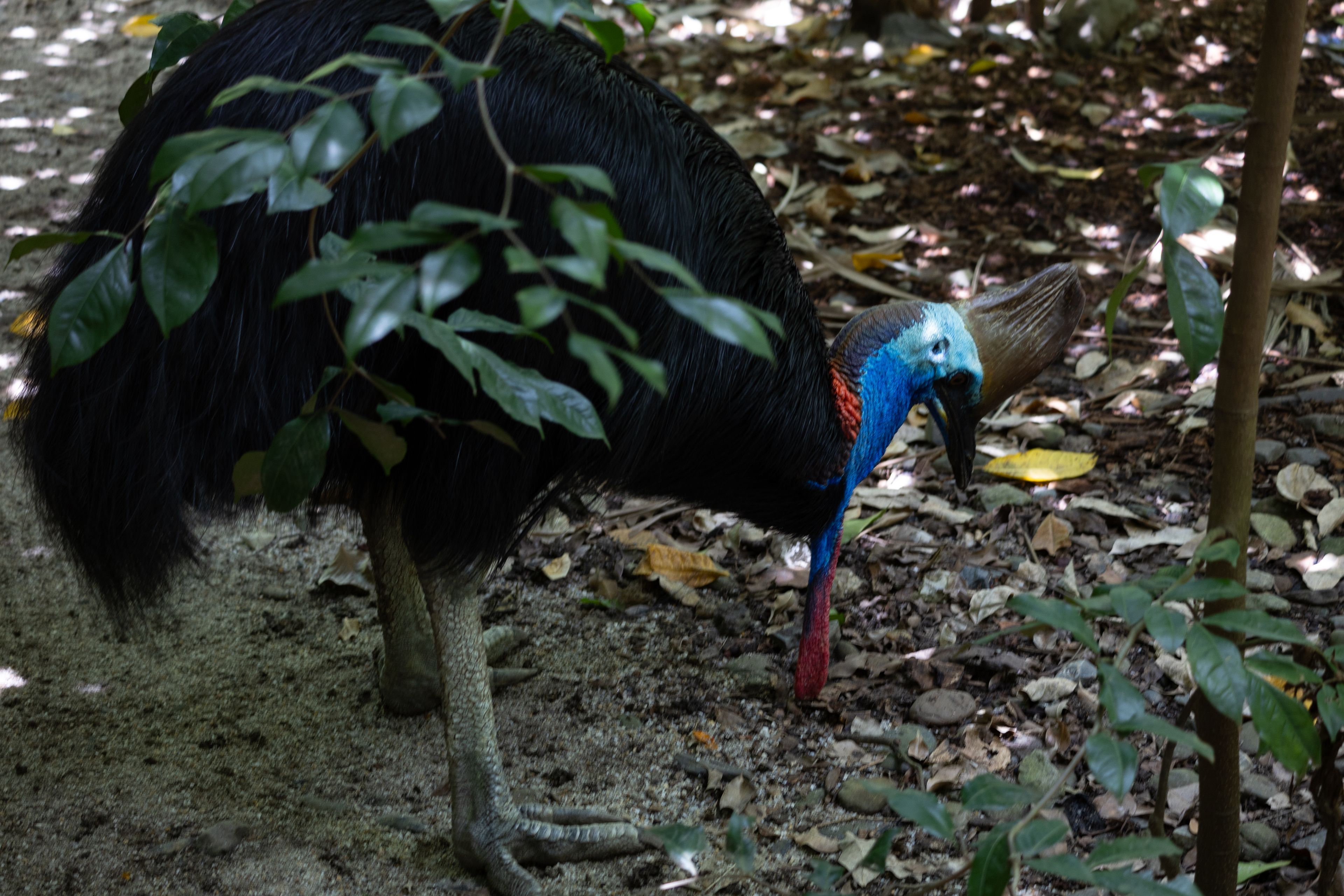 CASSOWARY ESTATE - Affordable lifestyle acreage lots — photo 14 of 23