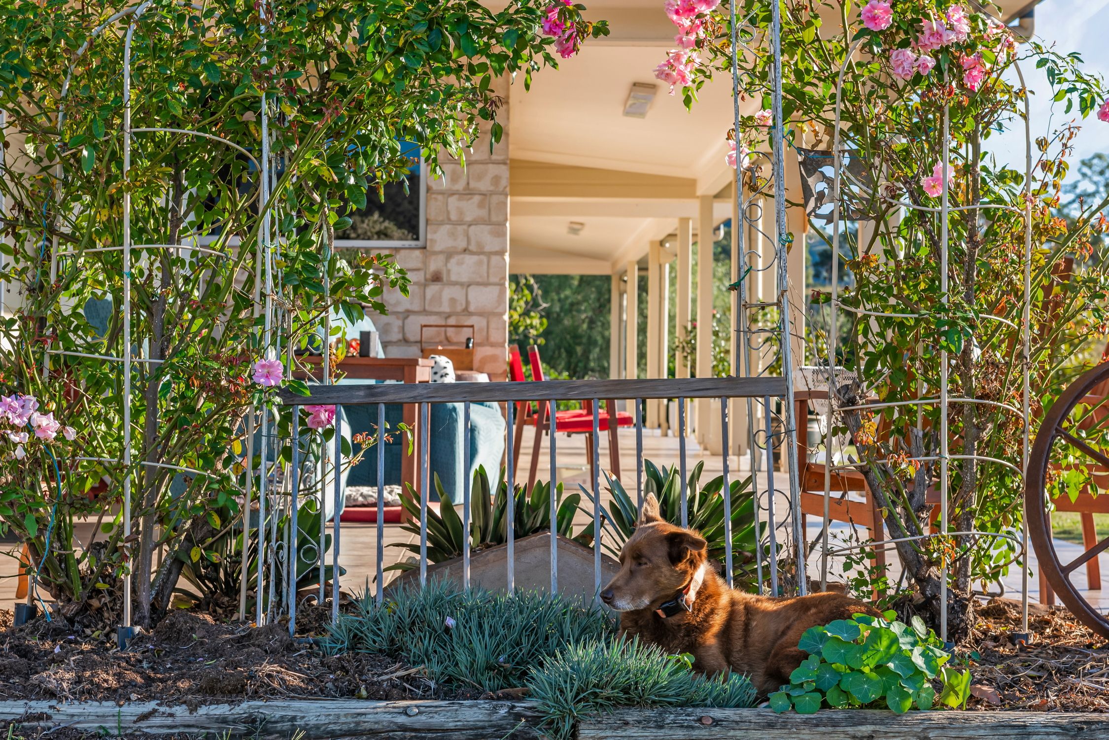 "Mount Whitestone Paradise" 'Mount Whitestone Paradise' 197 Dry Gully