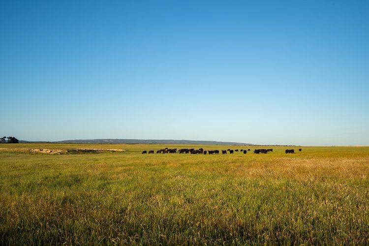 " Parnaroo Portfolio", Bremer Bay, WA 6338