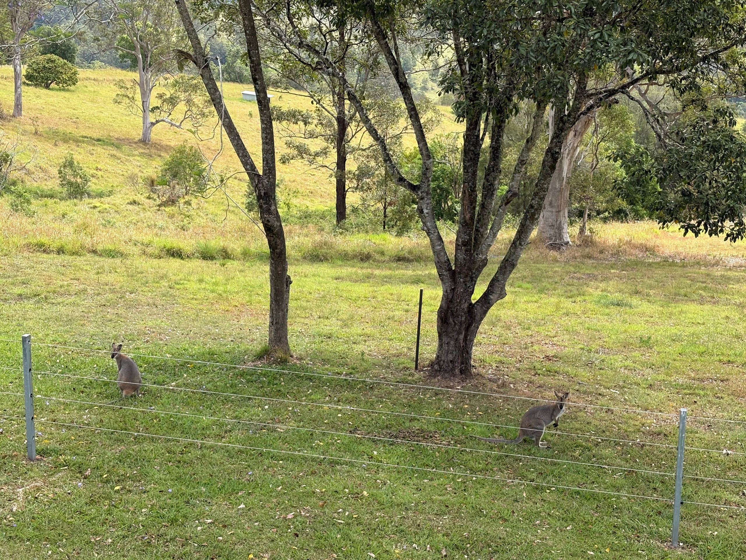 1010 Brays Creek Road, Brays Creek, NSW 2484