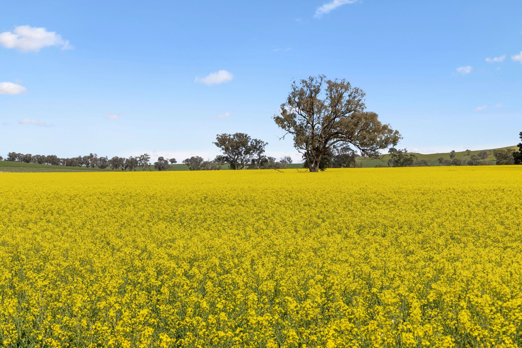 "Bellissima" 630 Astons Lane, Thuddungra Via , Young NSW 2594