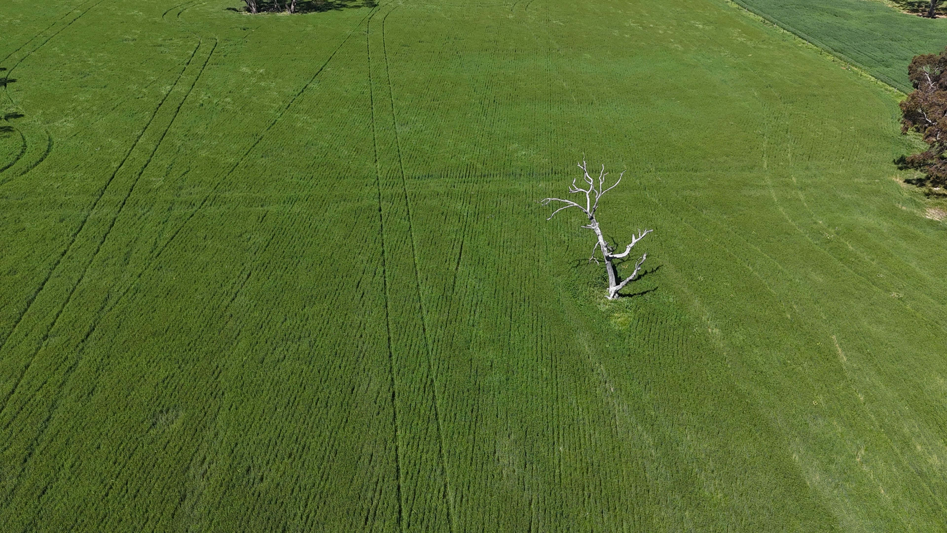 1878 Cannawigara Road, Bordertown, SA 5268