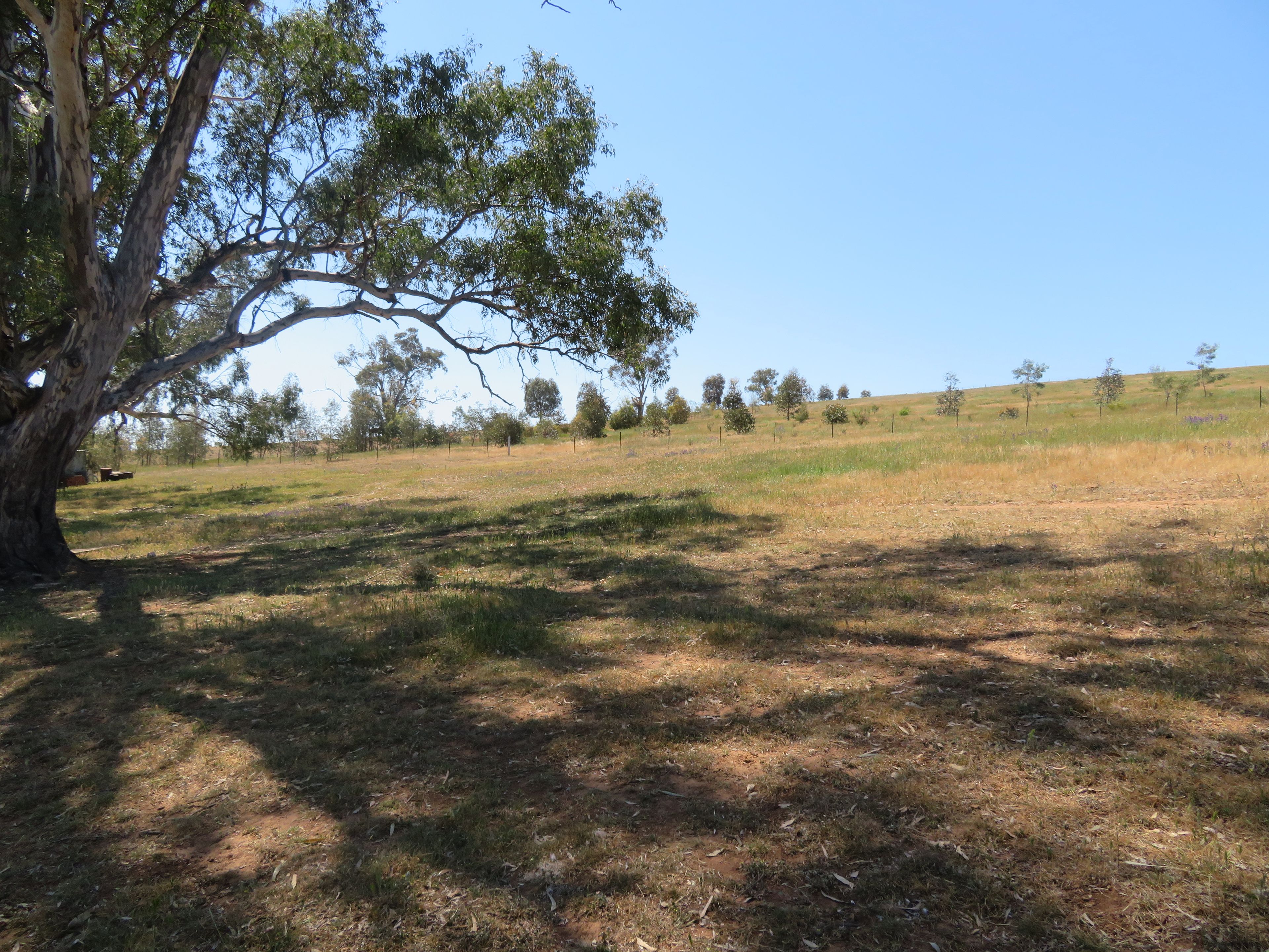 Lot 22 Neil McInerney Street, Gundagai, NSW 2722