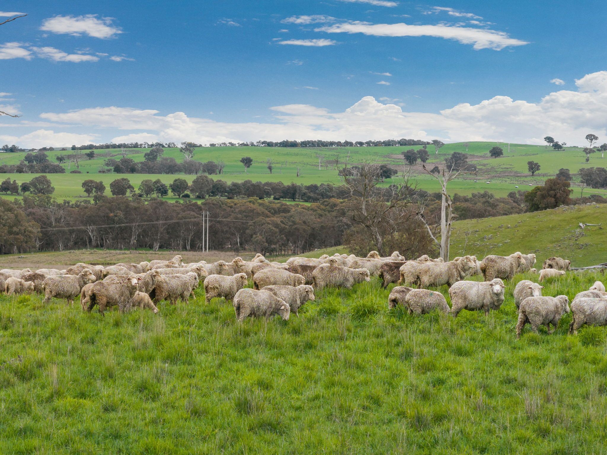 "Reynoldsdale", 1056 Lachlan Valley Way — photo 14 of 30