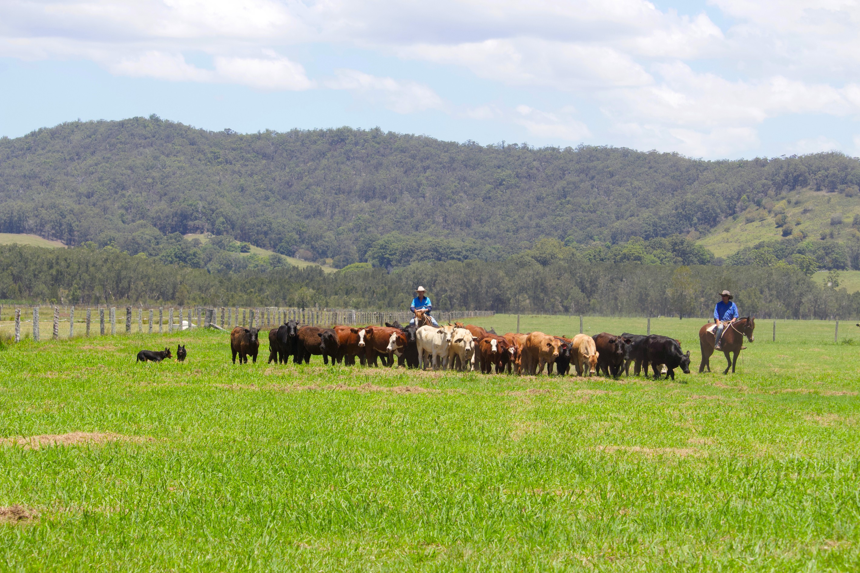 Macksville, NSW 2447