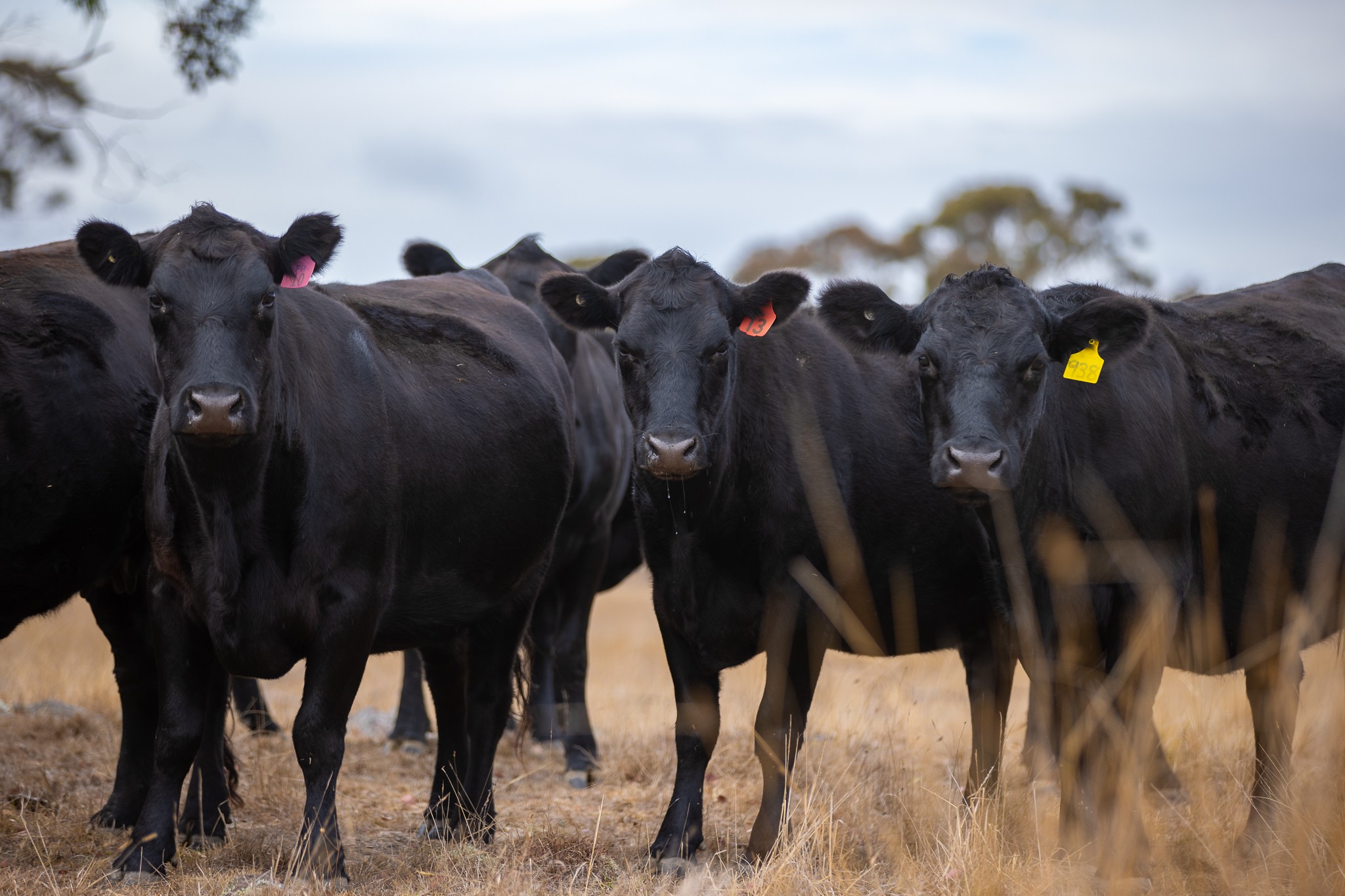 "Fern Hill" 526 Toms Gully Road, Black Mountain, NSW 2365