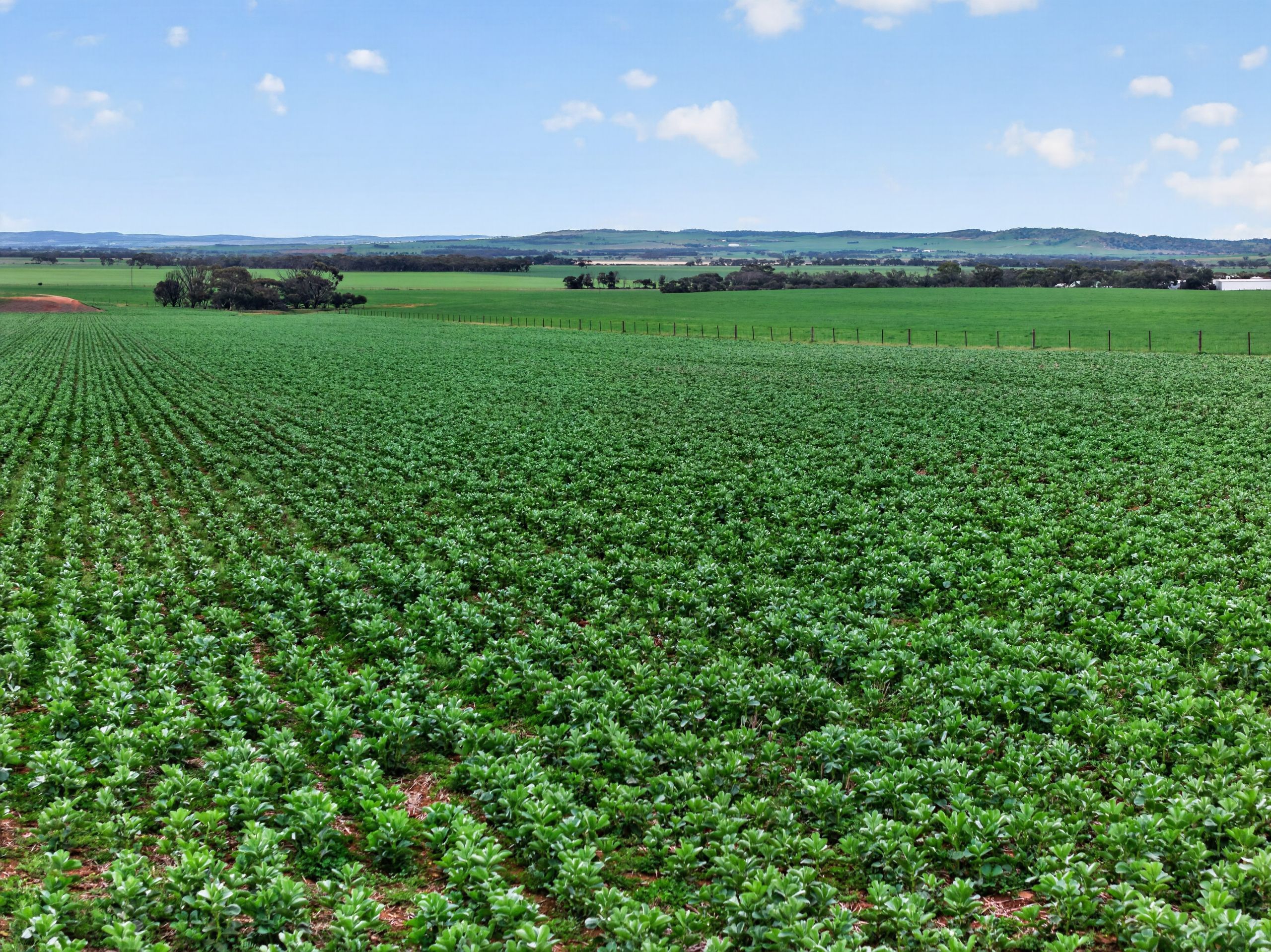 'Murrays' Myrtle Road, Eudunda, SA 5374