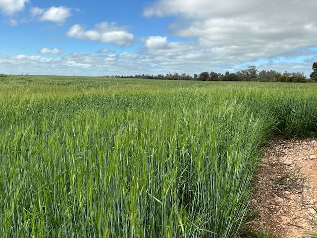 Rural Opportunity Near Kadina — photo 6 of 7