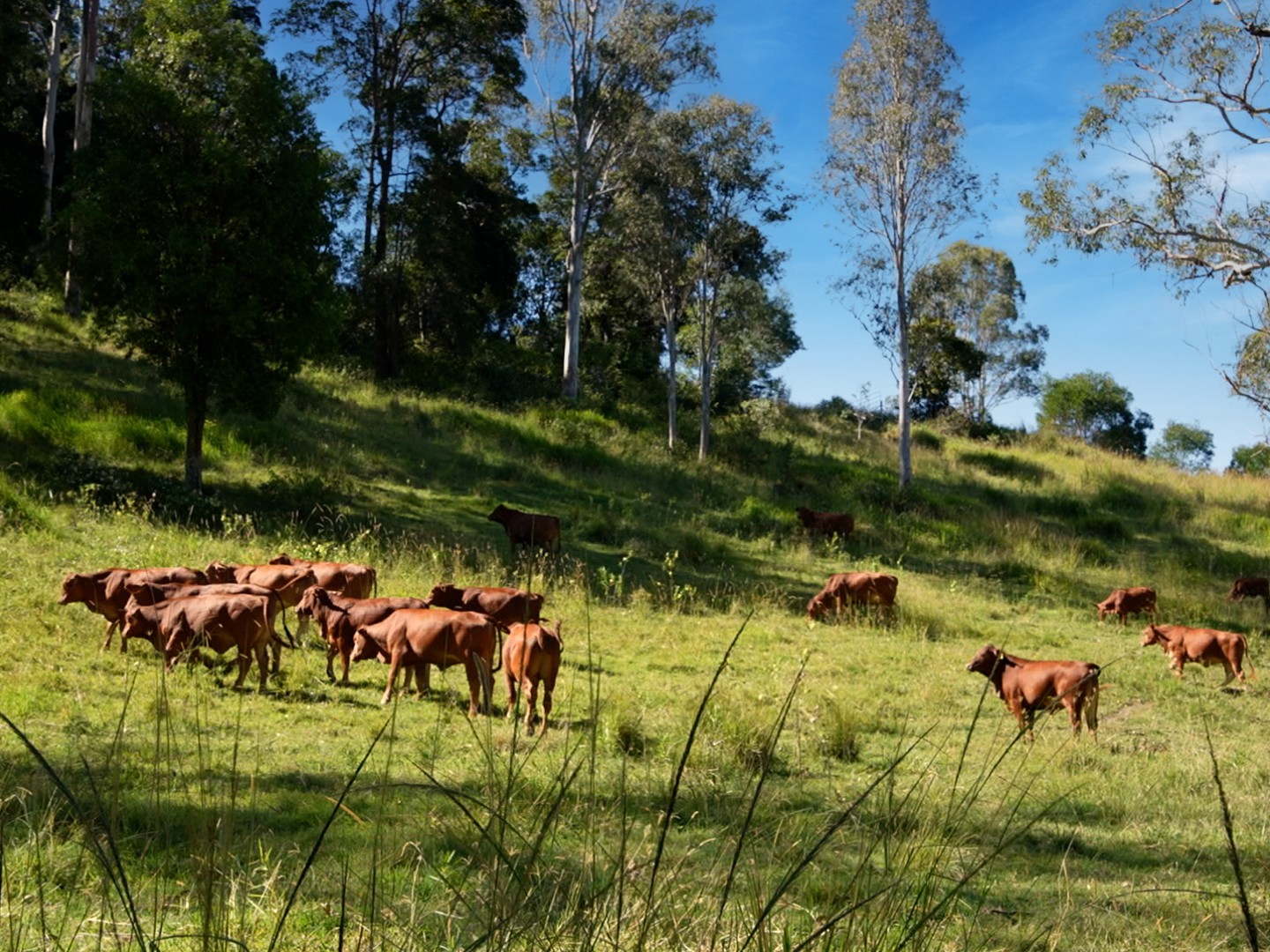 246-274 Rasmussen Road, Neurum, QLD 4514