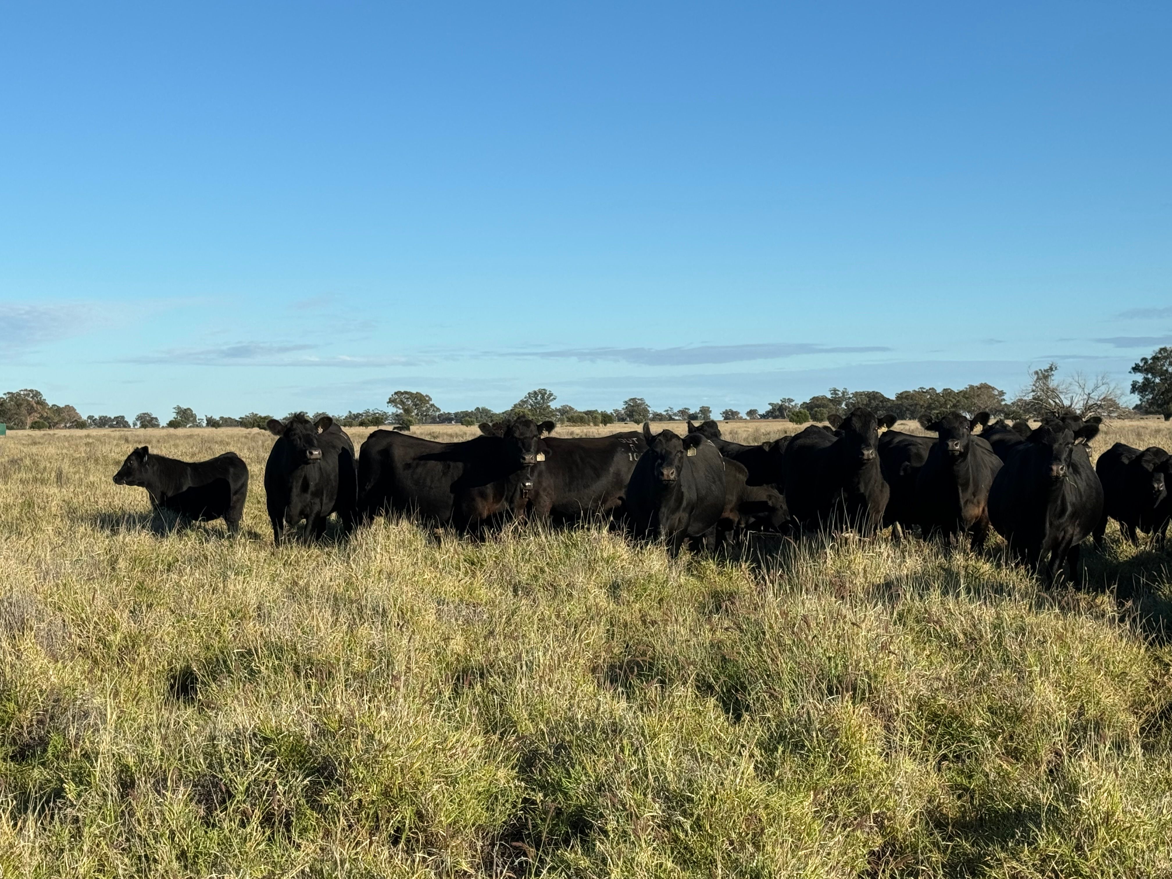 "Sandhurst" Sandhurst/3769 Quambone Road, Coonamble, NSW 2829 Rural