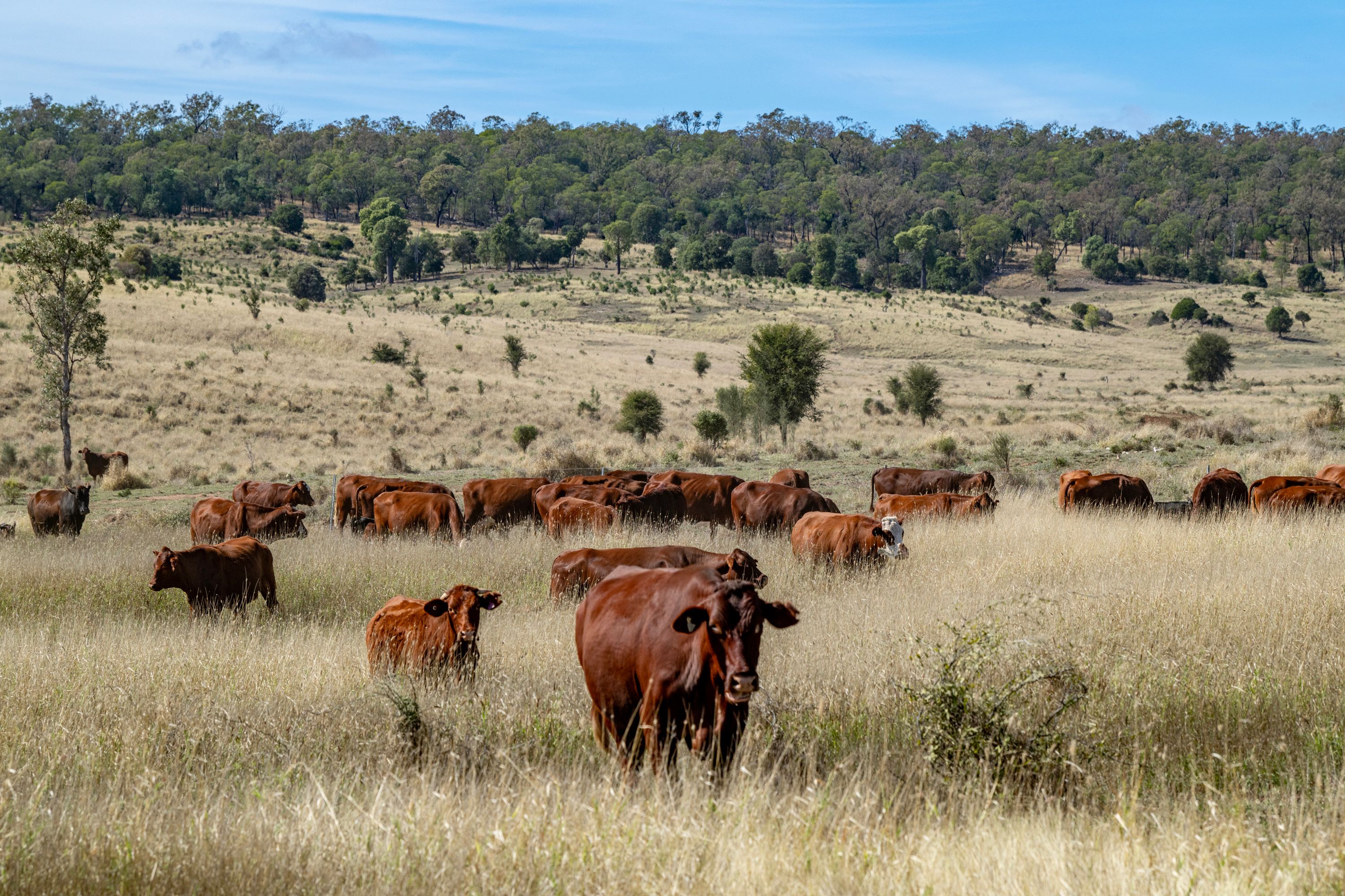 3215 Cracow Road, Taroom, QLD 4420