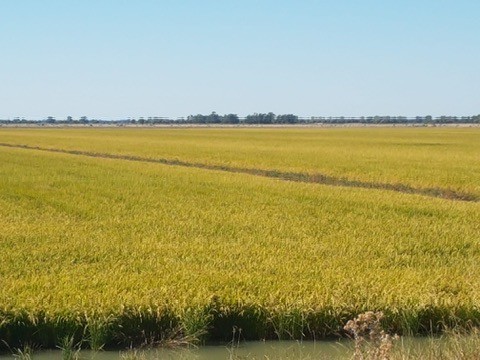 'Kalawar' 1822 Pretty Pine Road, Morago, NSW 2710