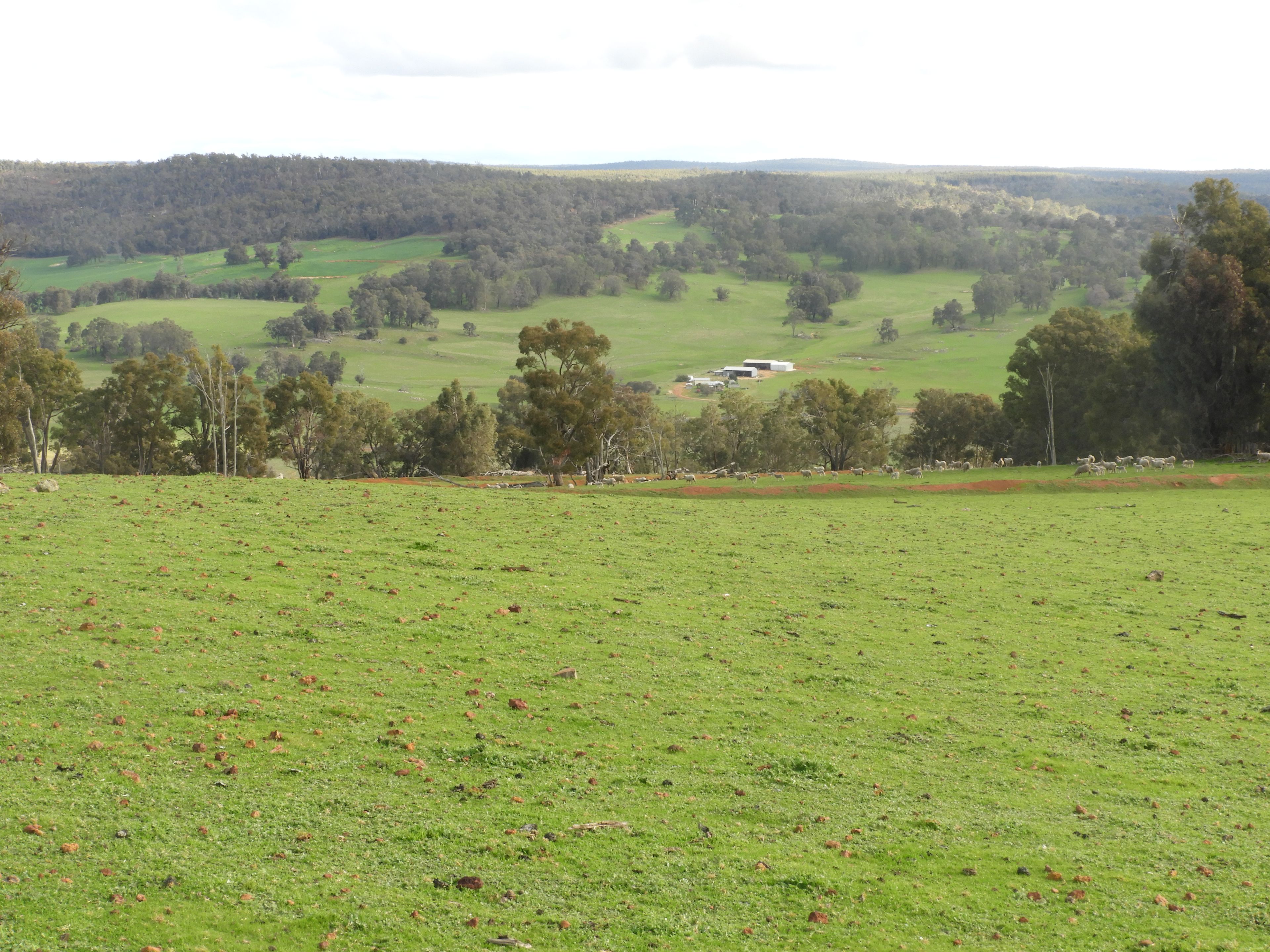 Kyellen Farm, Quindanning-Darkan Road — photo 29 of 30
