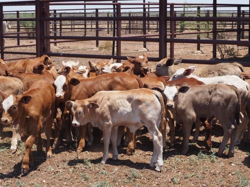 LONGREACH, QLD 4730
