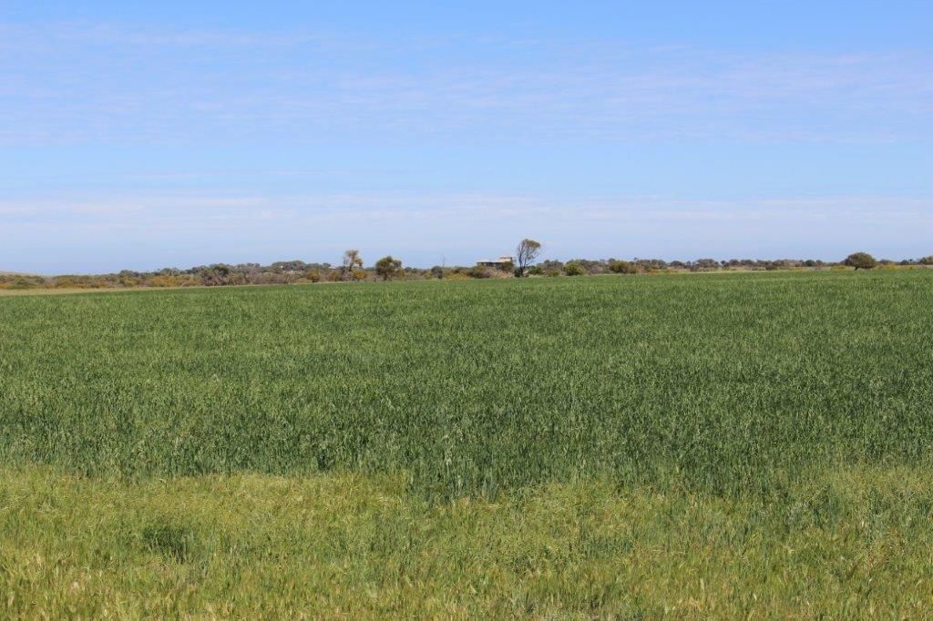 Lot 166 Padbury Road, Bookara, WA 6525