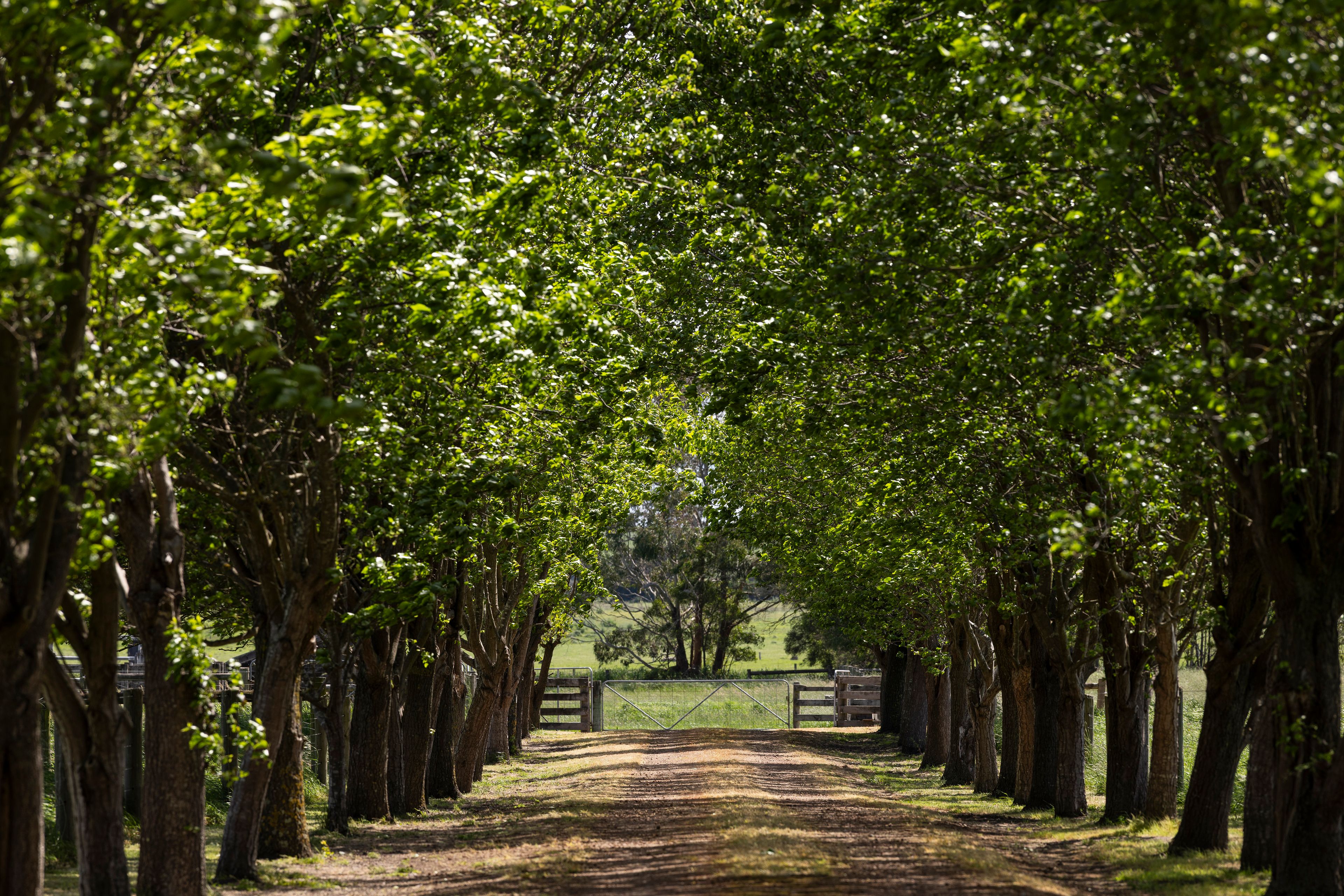 Lot 19 Farys Road — photo from Ray White Warrnambool