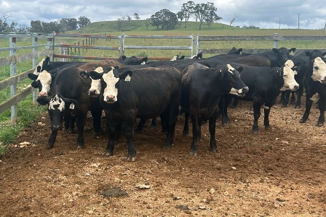 Parraweena Highlands Cattle Company, HERNANI, NSW 2453