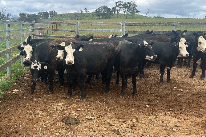 Parraweena Highlands Cattle Company, HERNANI, NSW 2453