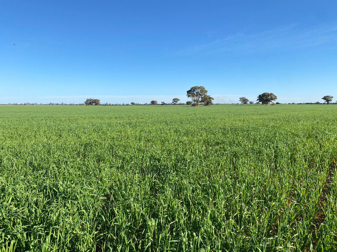 653 Bush Home Road, Tottenham, NSW 2873 Rural Cropping Property for