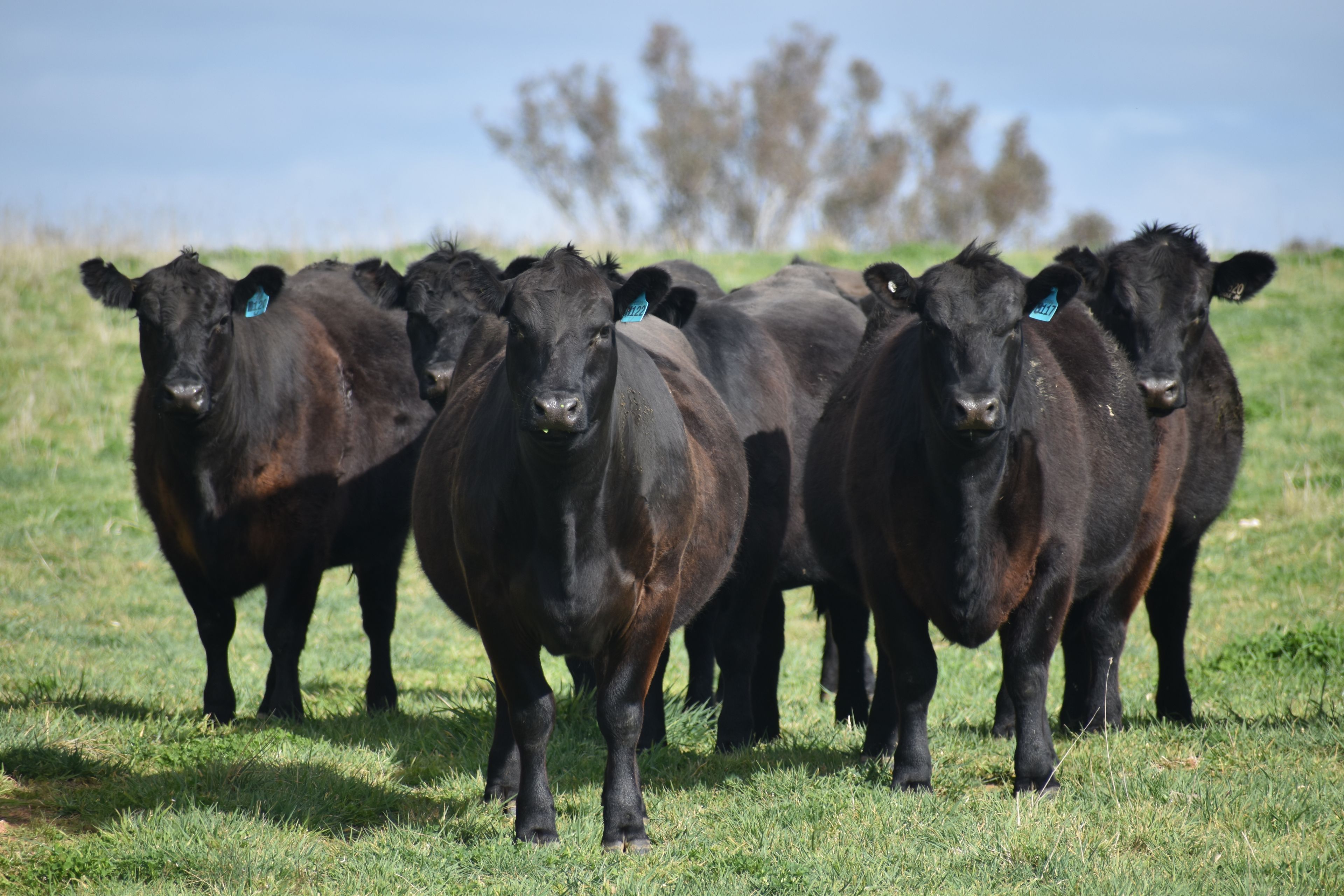 Dubbo Spring Feature Female Sale, Dubbo, NSW 2830