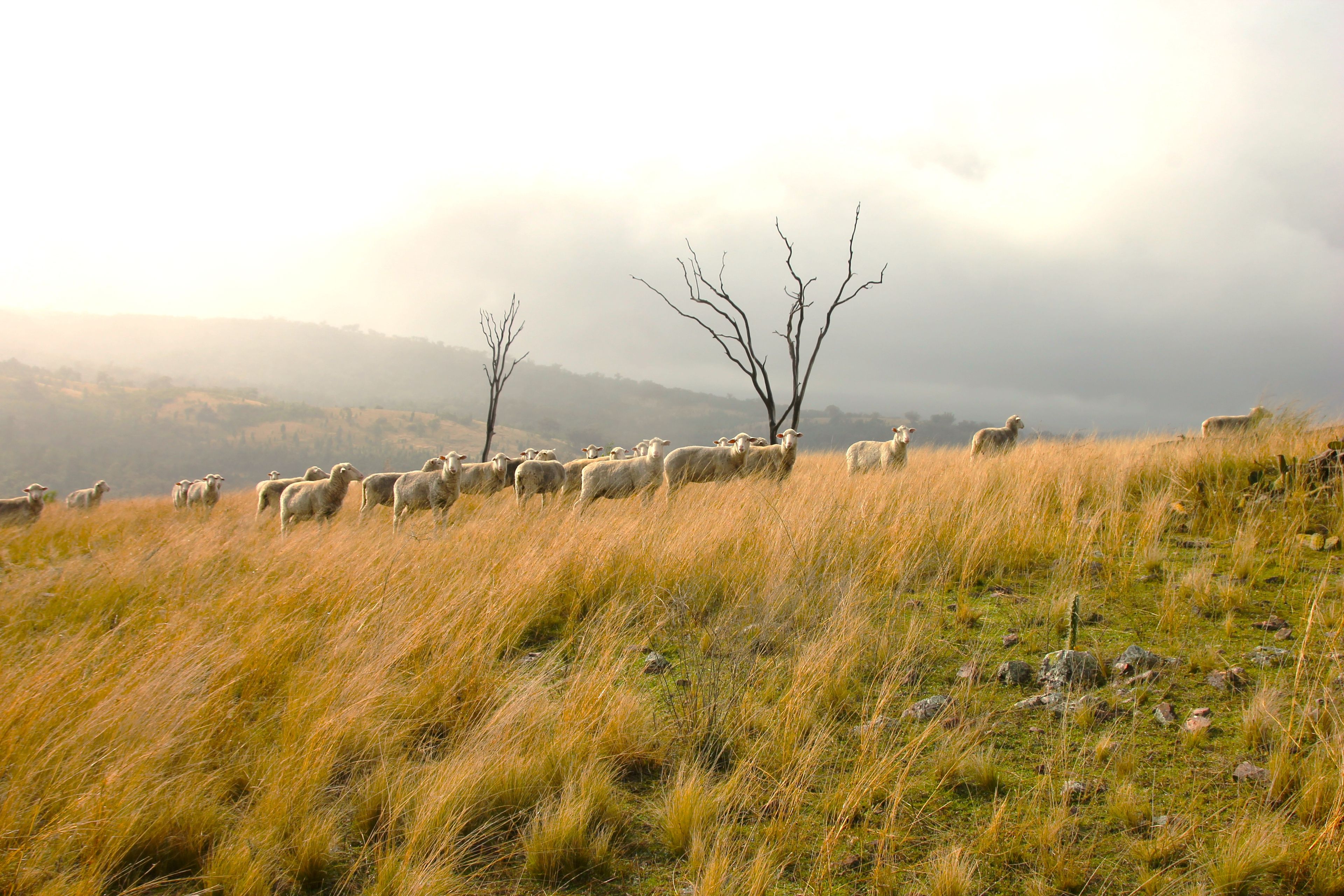 0 Texas Road, Silver Spur, QLD 4385