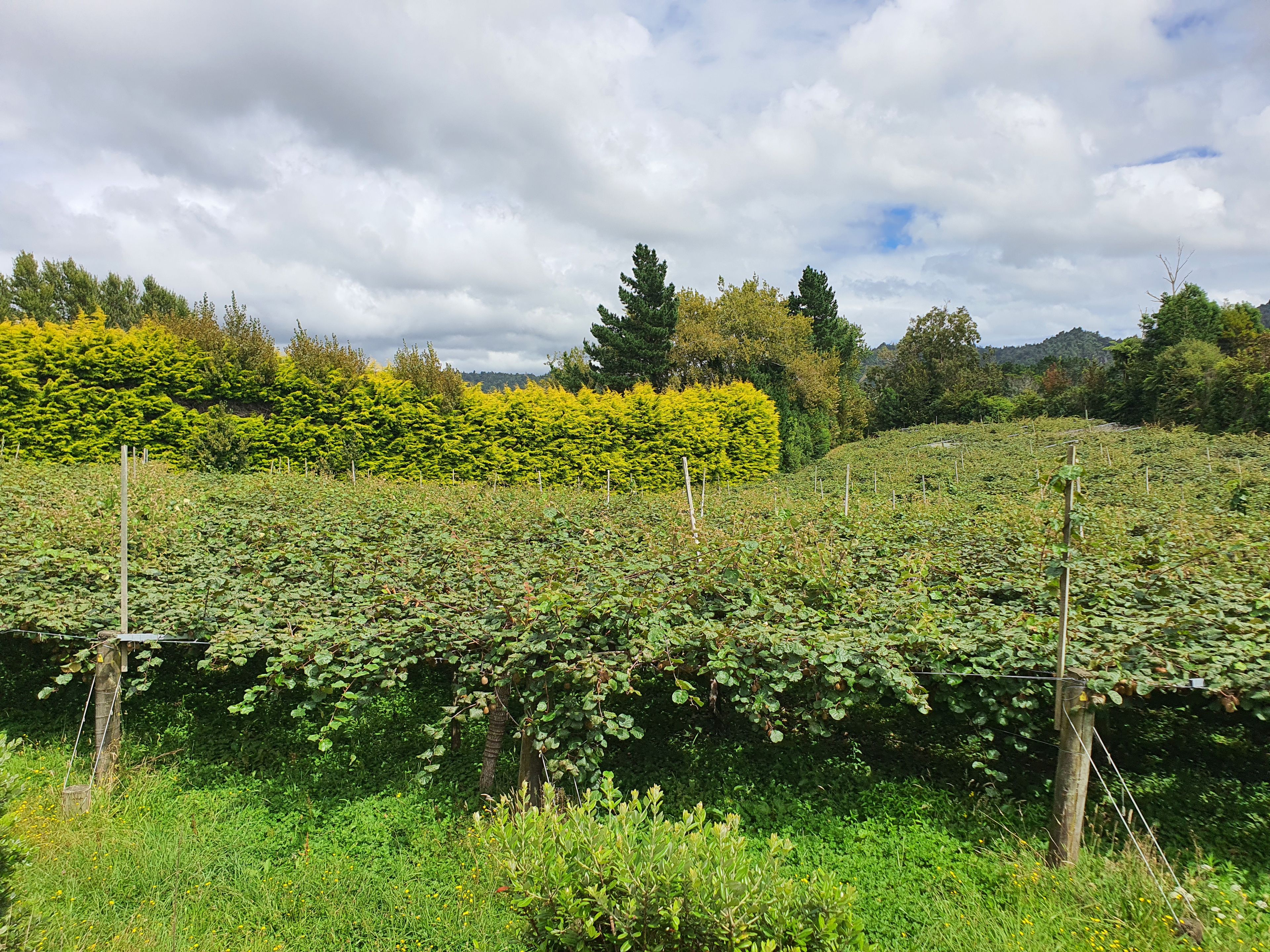 1164 No 3 Road, Te Puke, Western Bay Of Plenty District