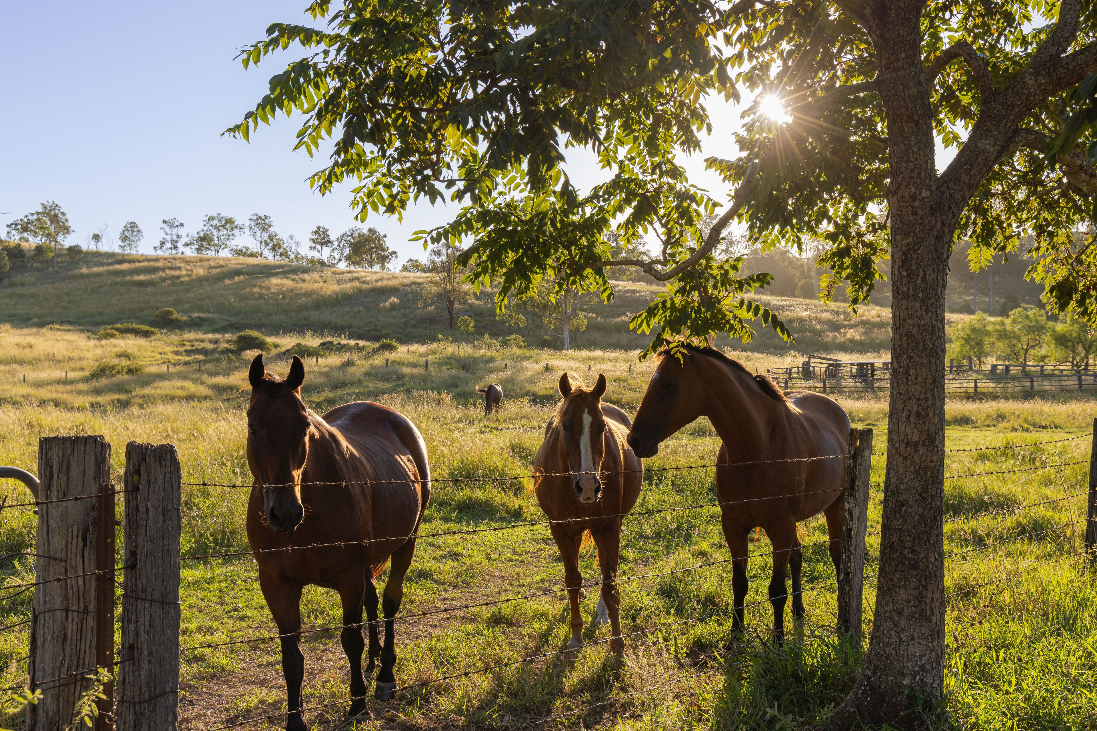 Dundas, QLD 4306