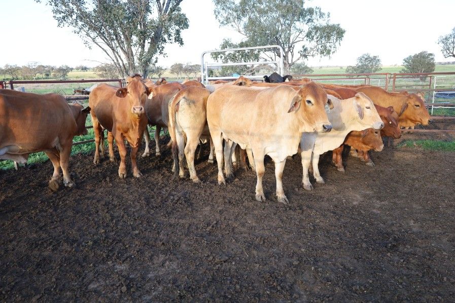 Warialda Rail, NSW 2402 Sold Cattle Ray White Rural NSW