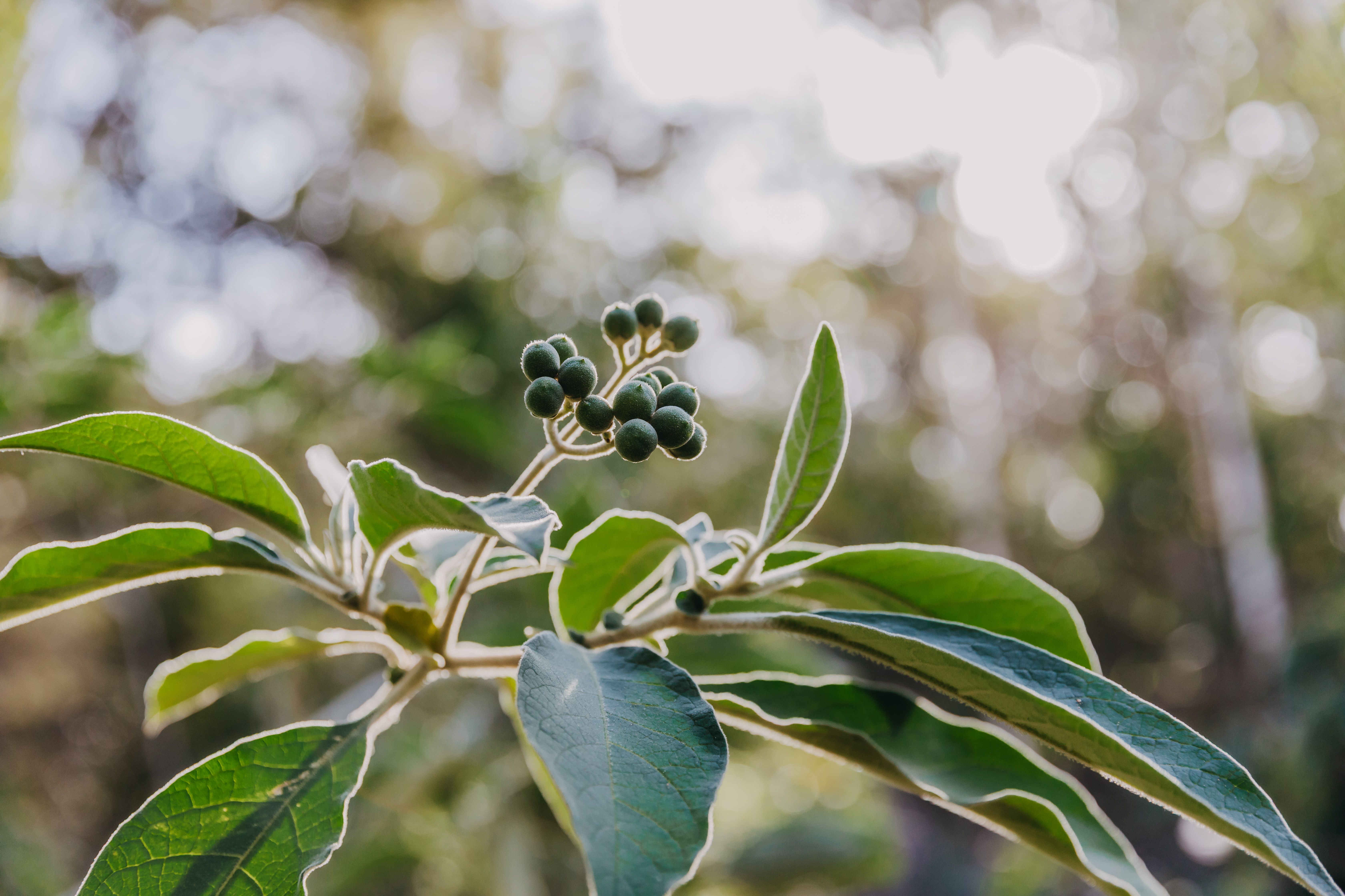 23 Uffington Road, Duns Creek, NSW 2321