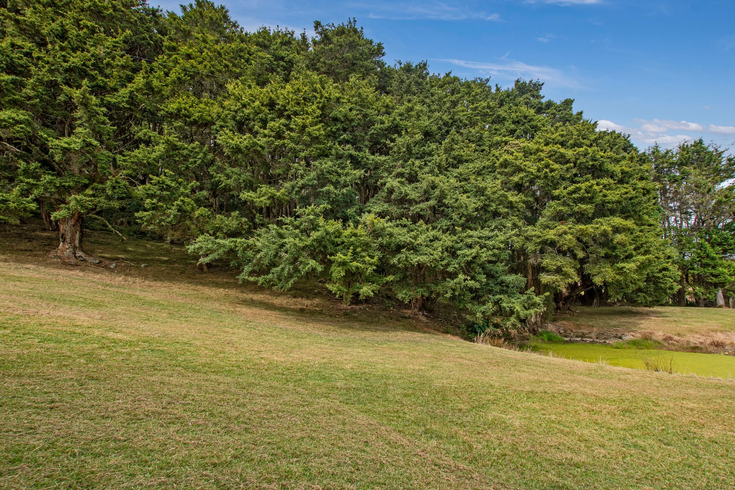 316A Crane Road, Kauri, Whangarei District 0185 Section for Sale Ray White Whangarei