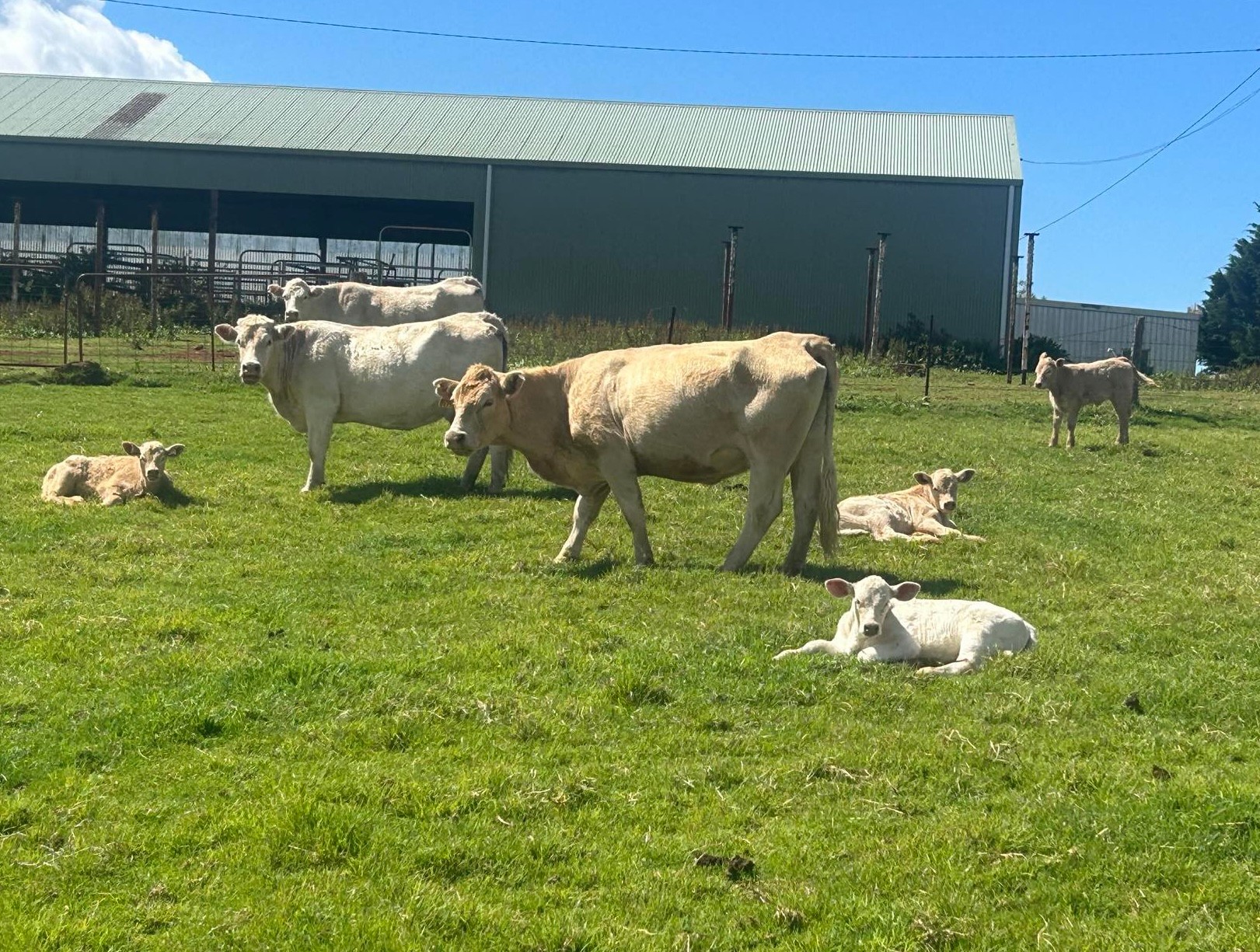 SN Beaumont, Dorrigo, NSW 2453