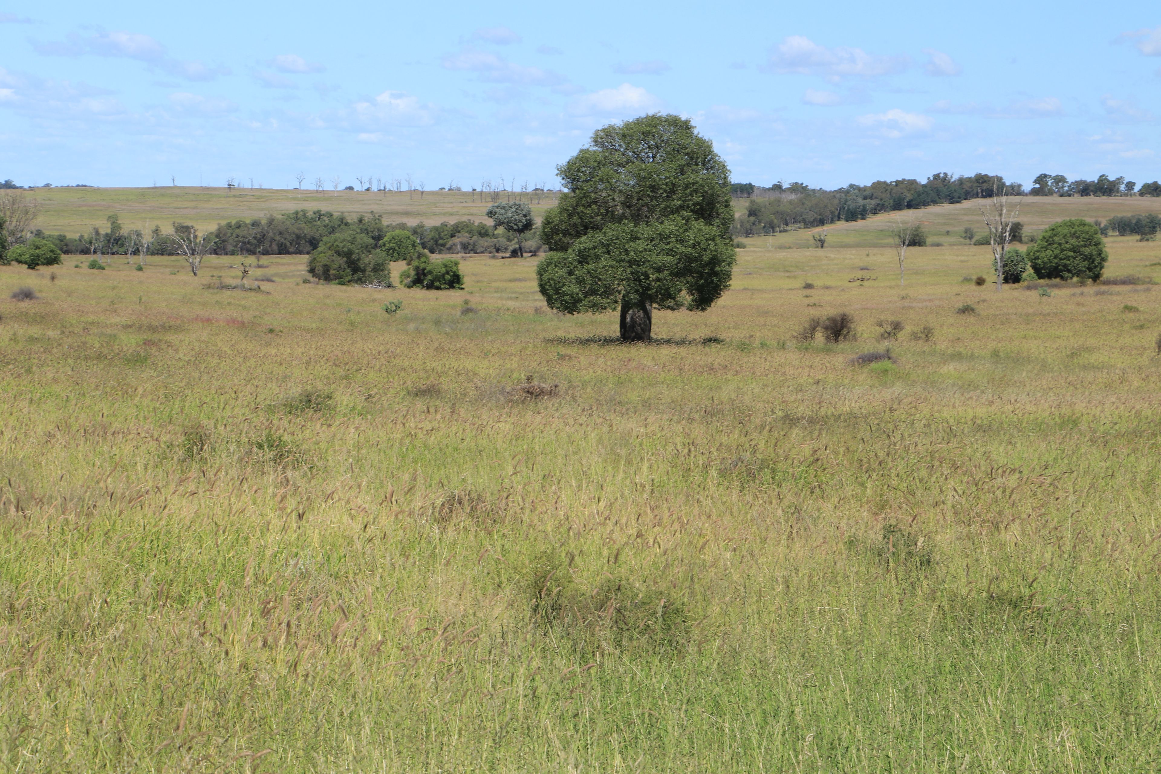 236 Tiger Scrub Road, Roma, QLD 4455