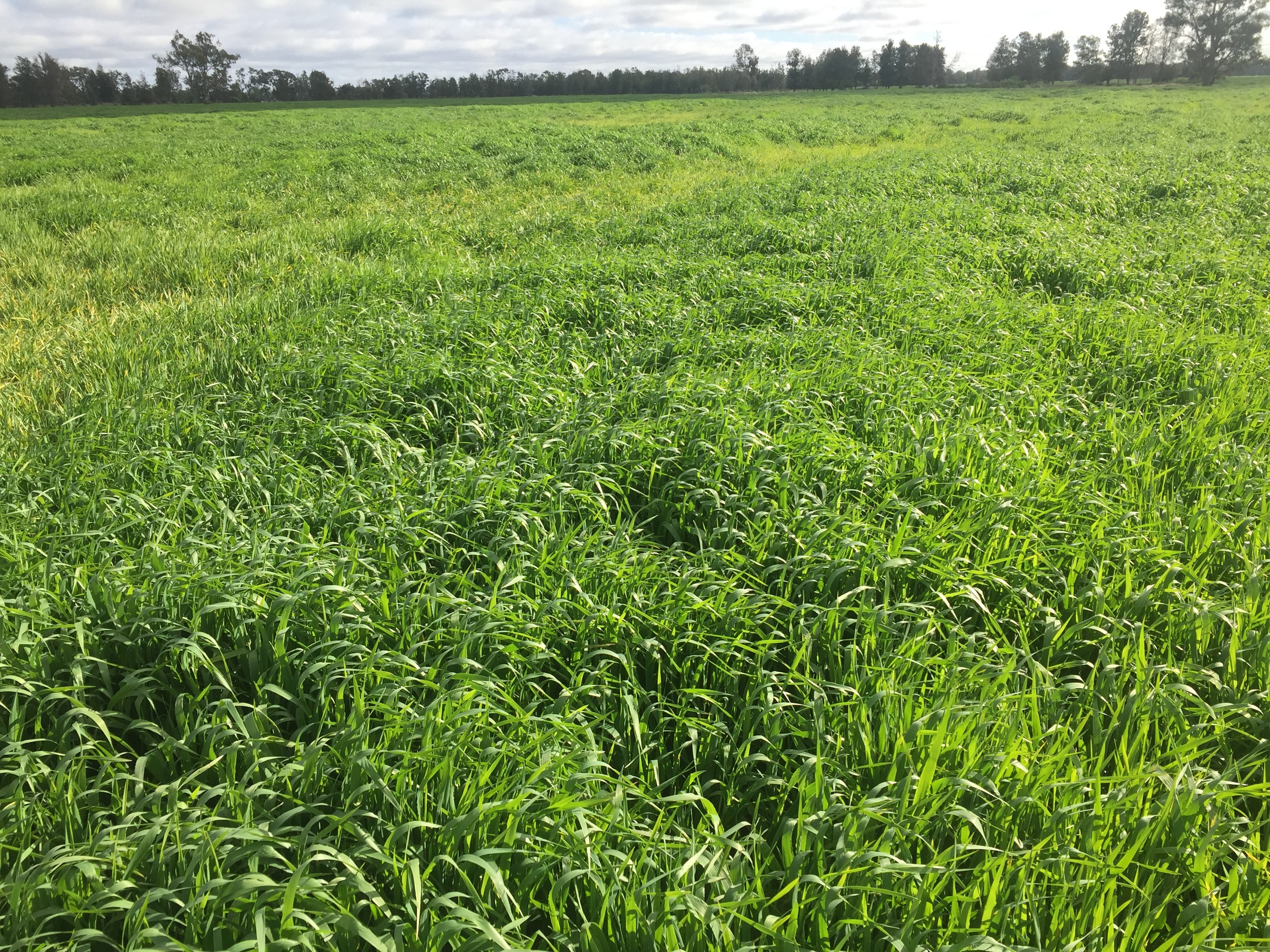 31850 Cunningham Highway, Goondiwindi, QLD 4390