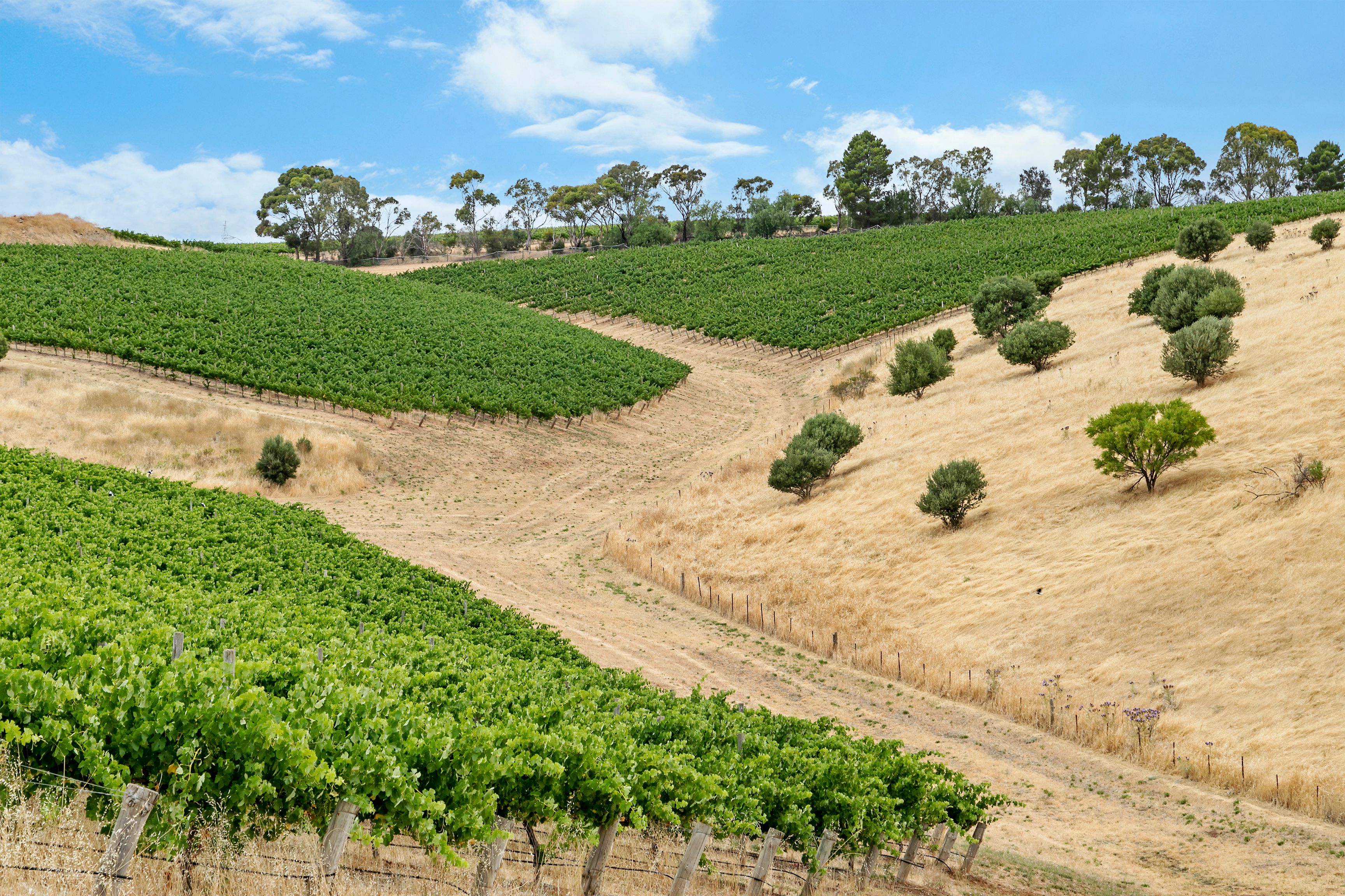 'Trimboli's' Medlow Road, Uleybury, SA 5114 Sold Rural Viticulture Property Ray White Rural