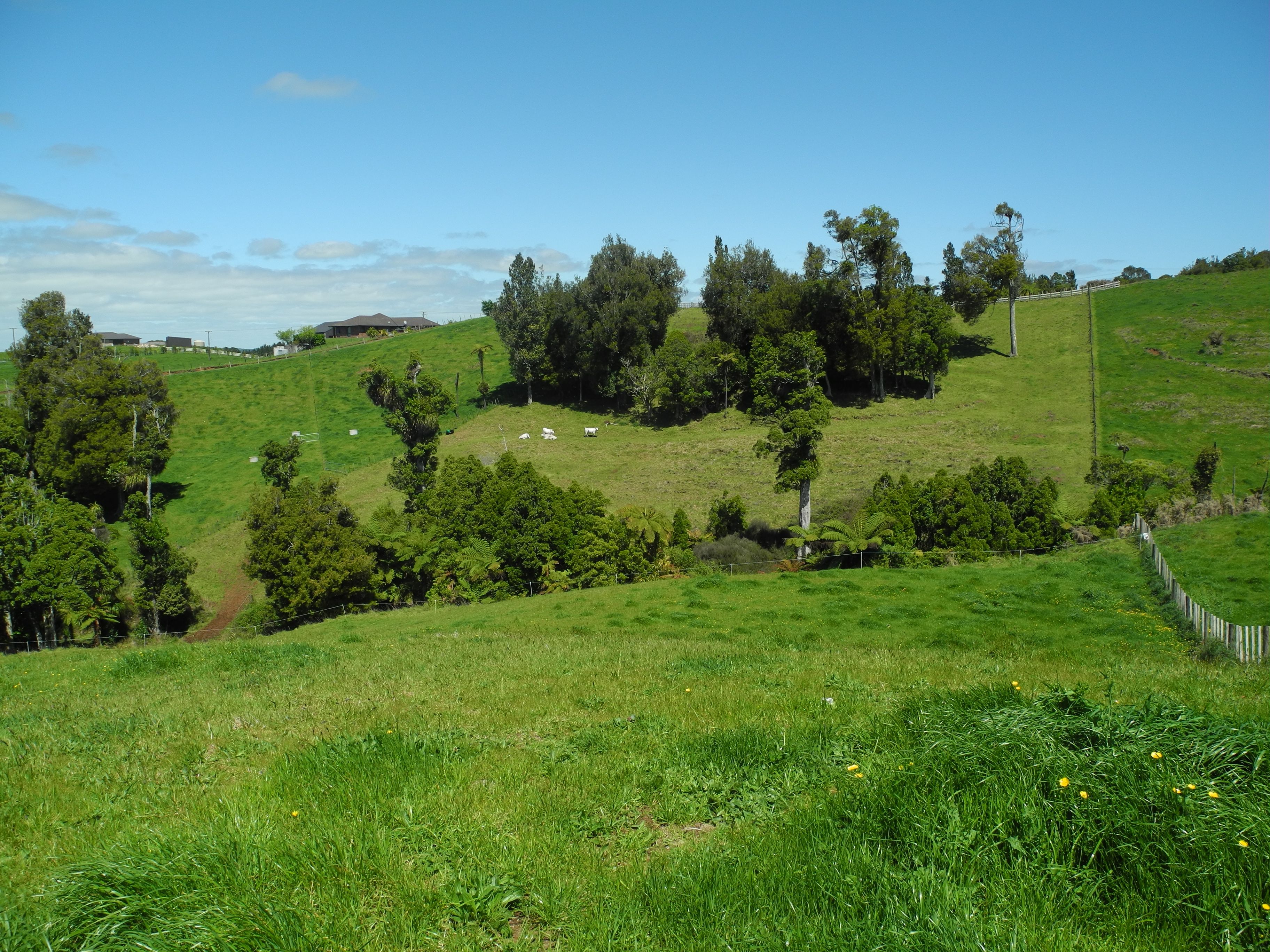 194D Pekanui Road, Pirongia, Waipa District