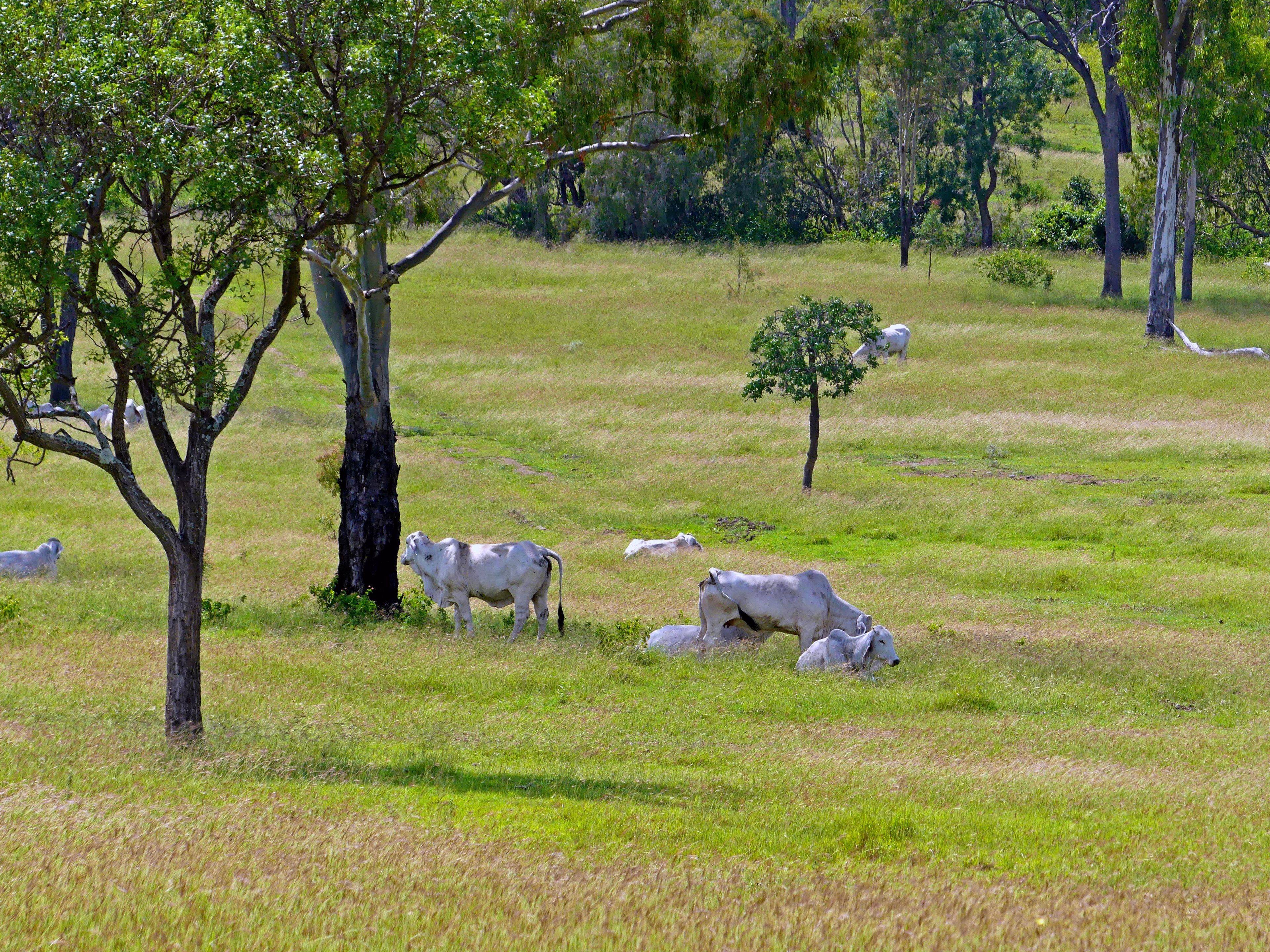 0 Cunningham Road,, Nine Mile, QLD 4702