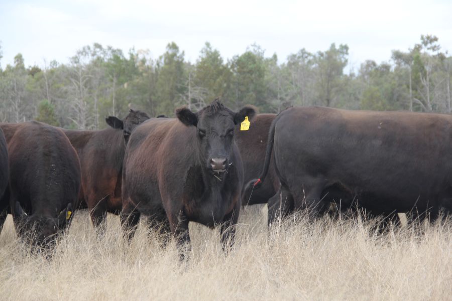 Cecil Plains, QLD 4407 - Sold Cattle - Ray White Rural & Livestock Dalby