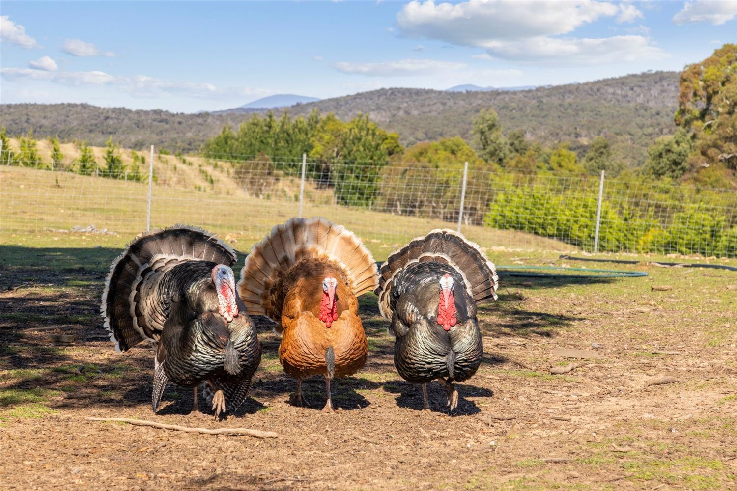 134 Lakeview Road, Tarago, NSW 2580