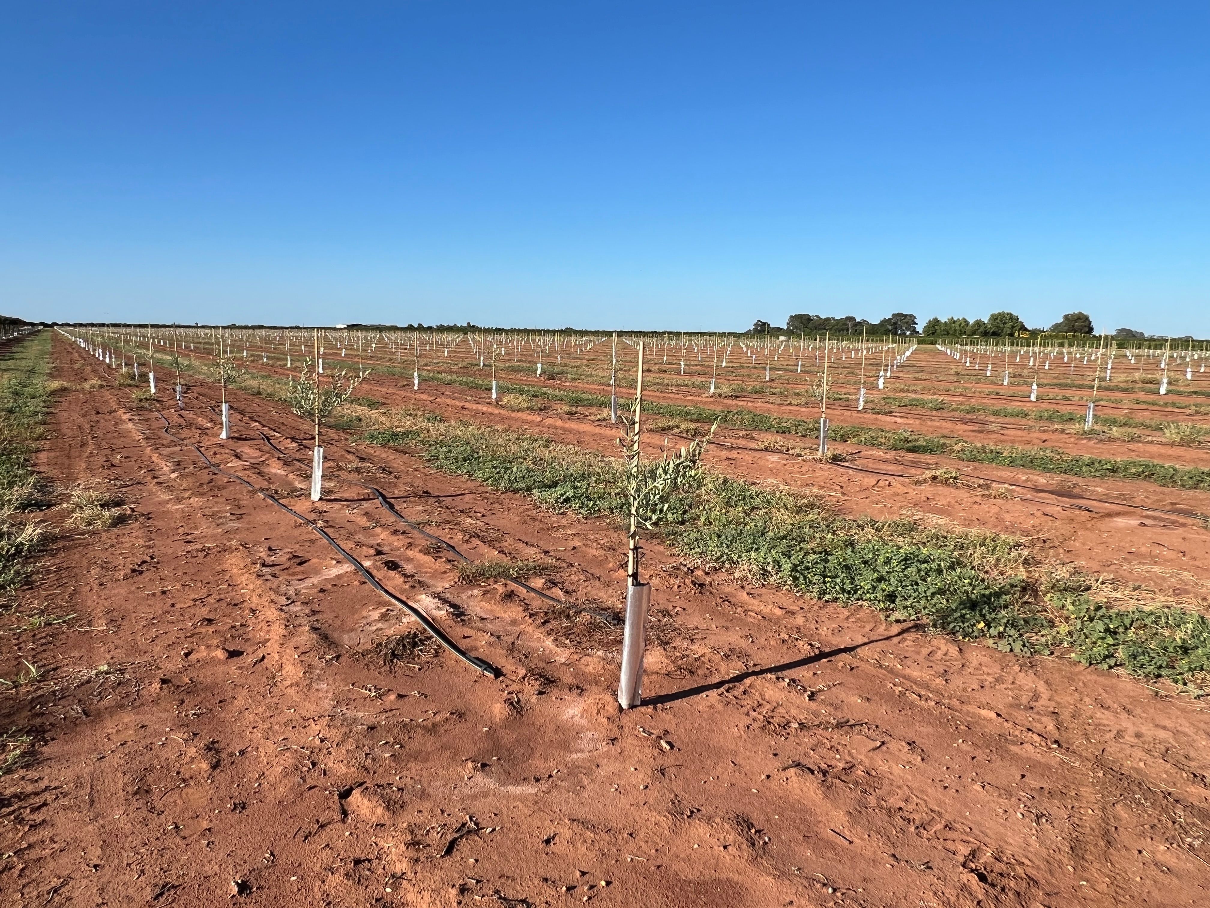 Hanwood, NSW 2680 Rural Horticulture Property for Sale Ray White