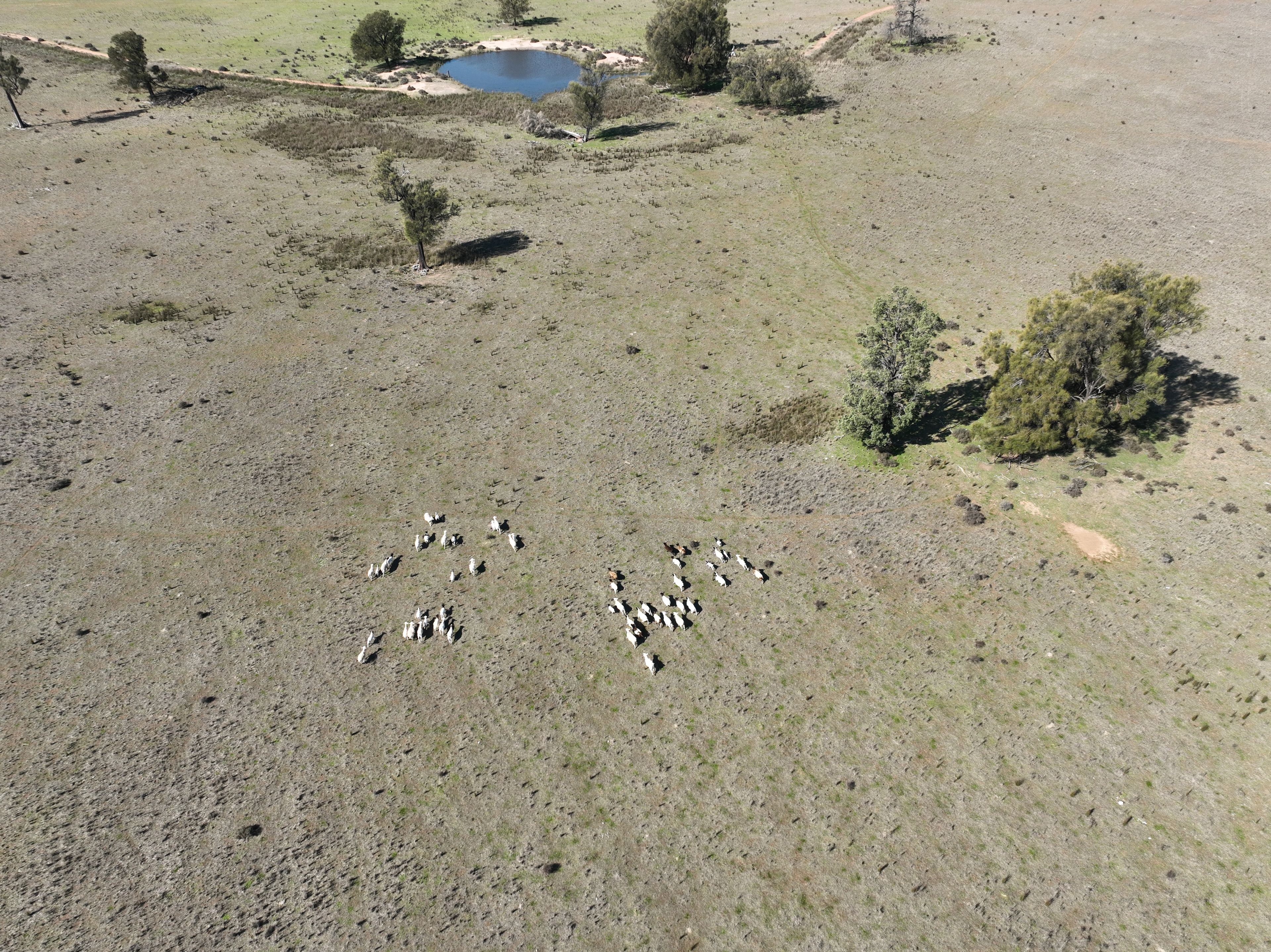 'West Tarrawonga' 56 Donnelly Road, EUMUNGERIE, NSW 2822 Rural Mixed