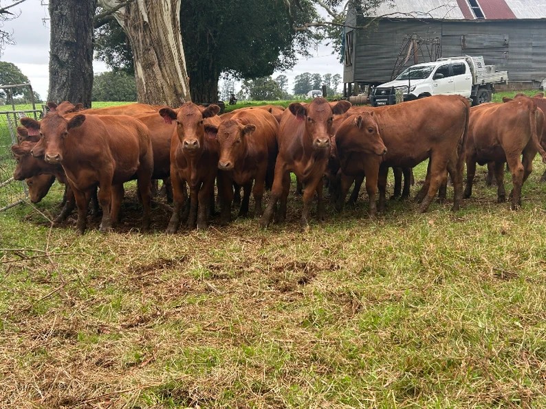 MA & ML Kellett, Deer Vale, NSW 2453