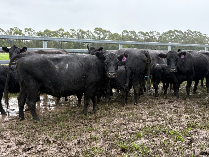 Shamil Livestock, Urunga, NSW 2455