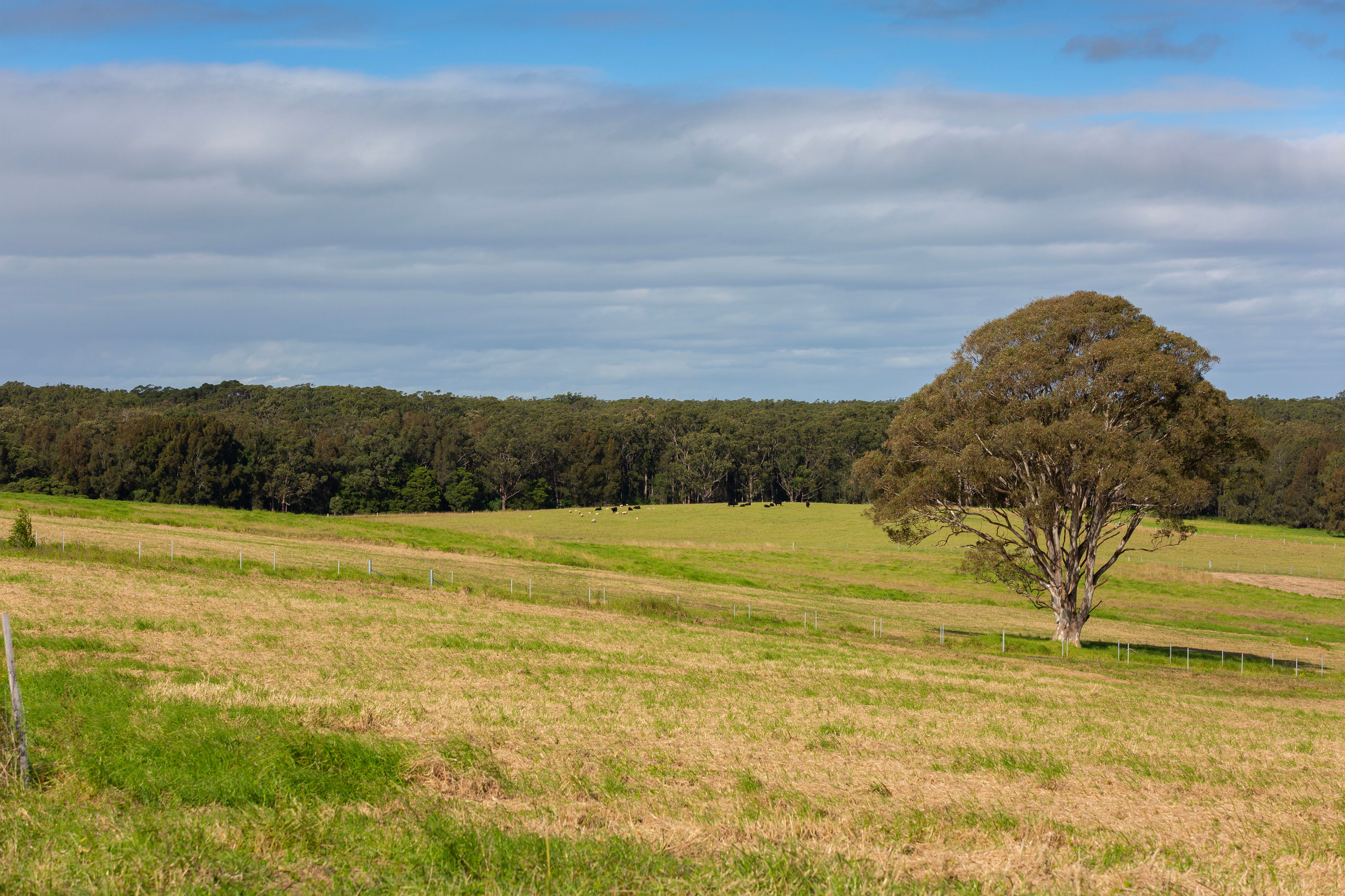 14 Serenity Ridge, Berry, NSW 2535 Land for Sale Ray White Gerringong