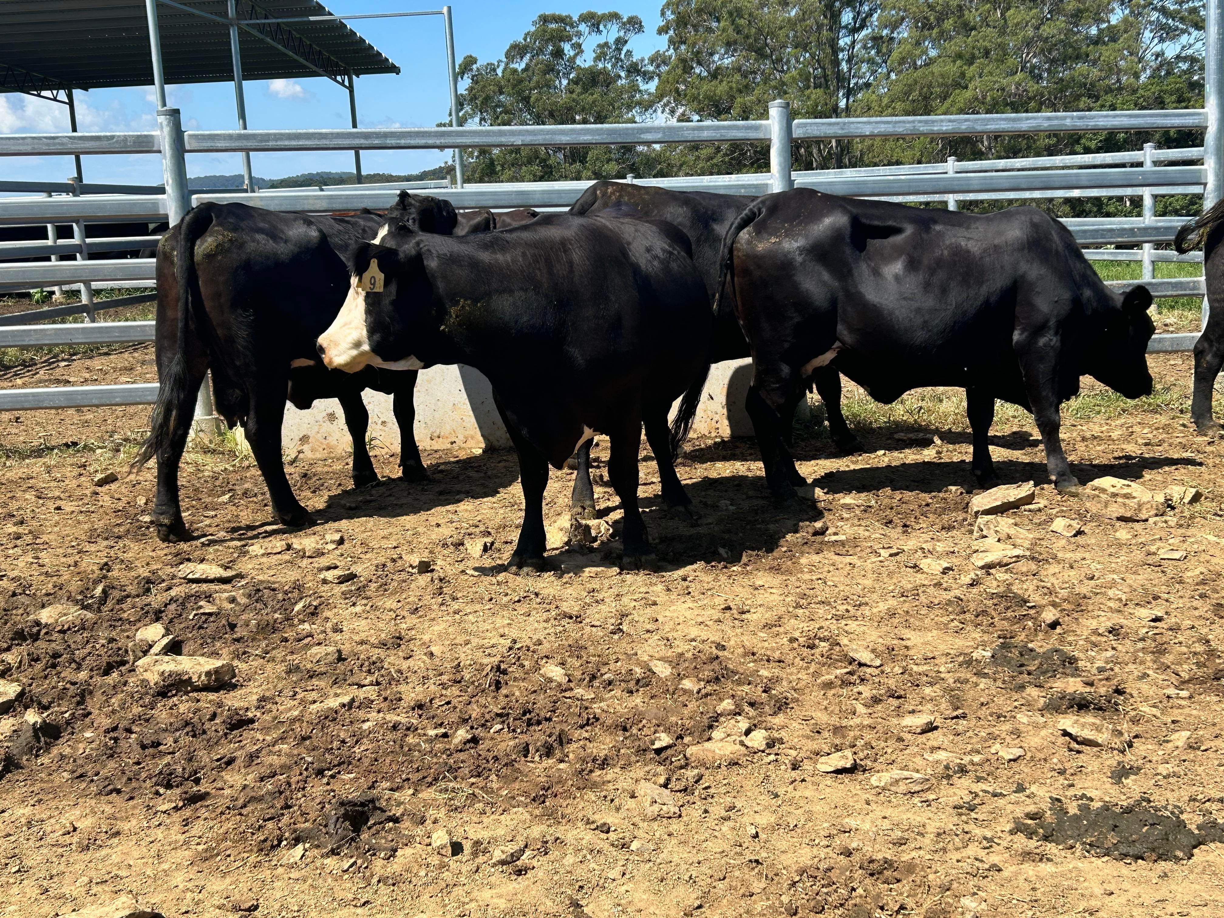 LA + KE Carter, Dorrigo, NSW 2453