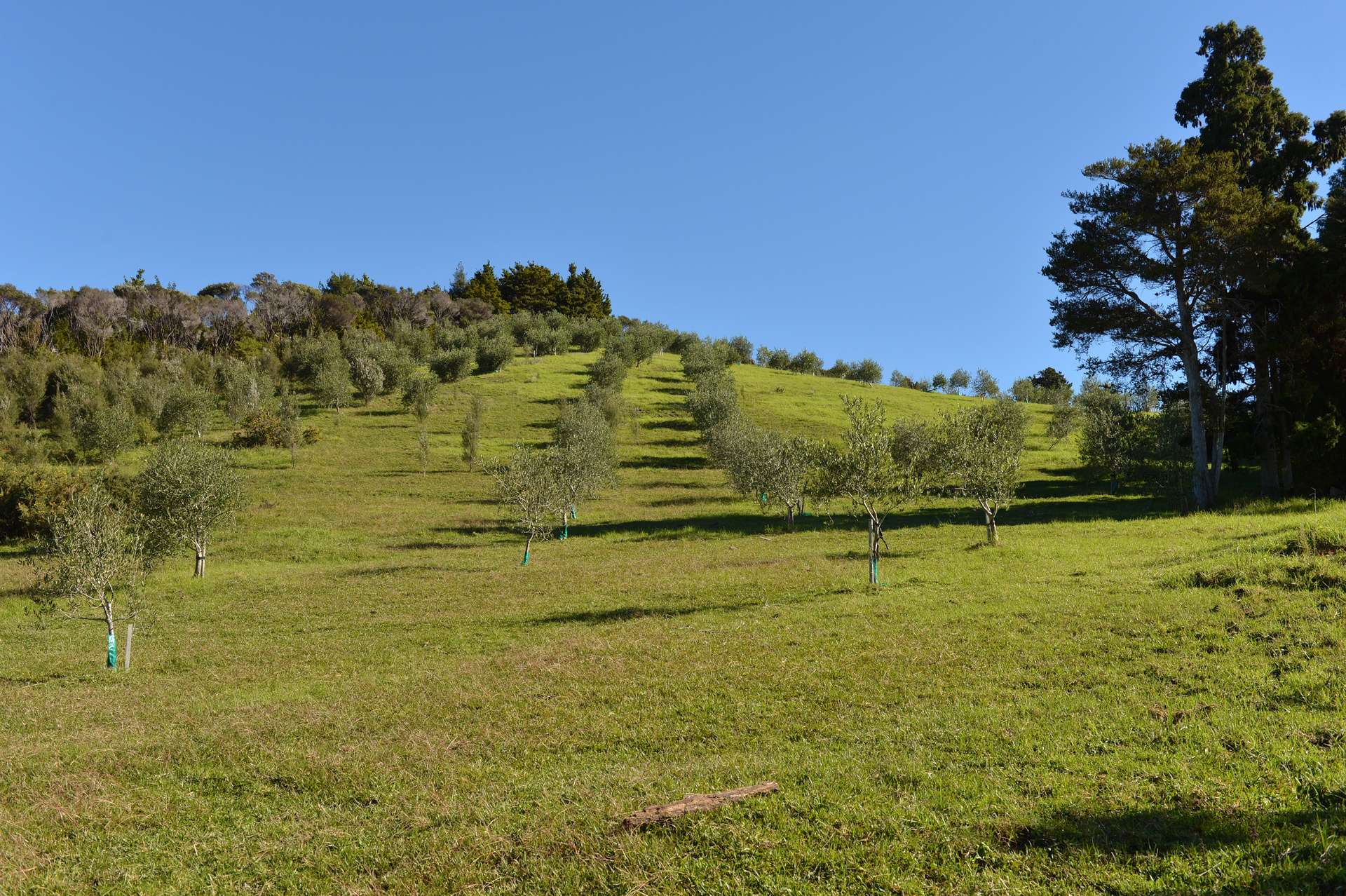 137a Pukenui Road photo 4