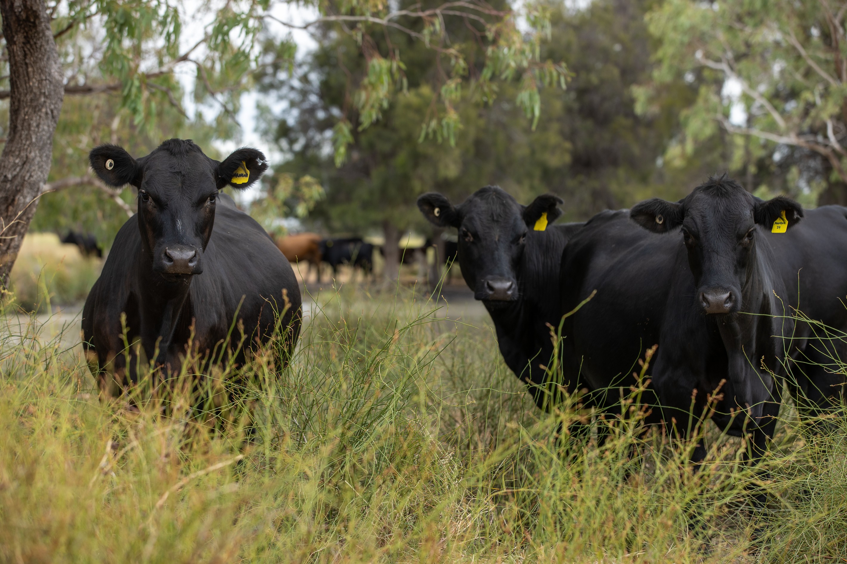 1625 Minnel Road, Toobeah, QLD 4498