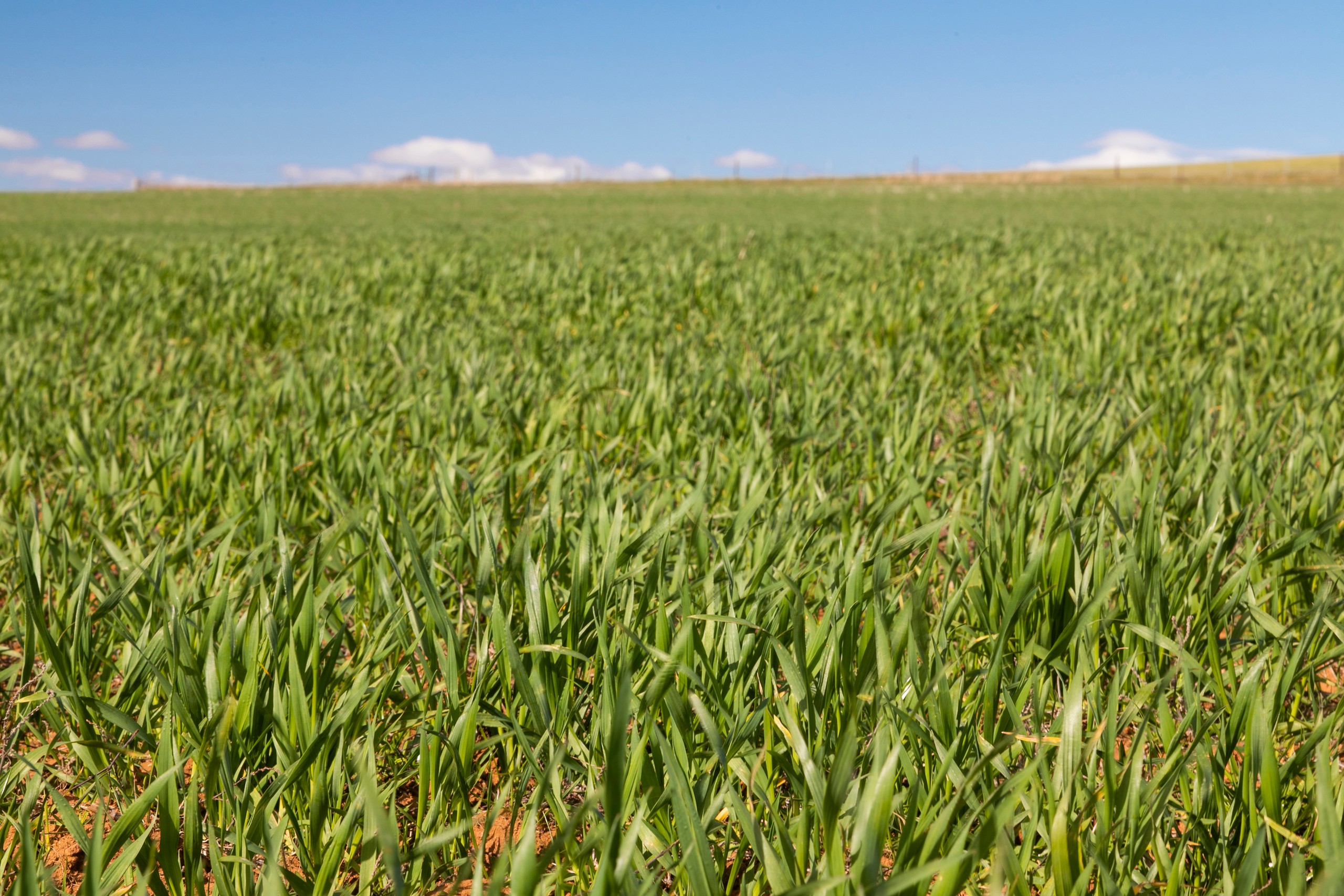 'Clappys' Lot 32 Baileys Track, Booborowie, SA 5417